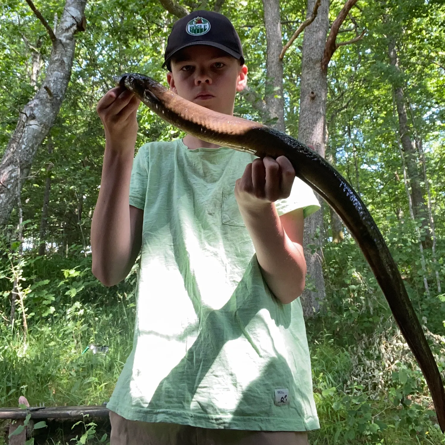 The most recent European eel catches on Fishbrain