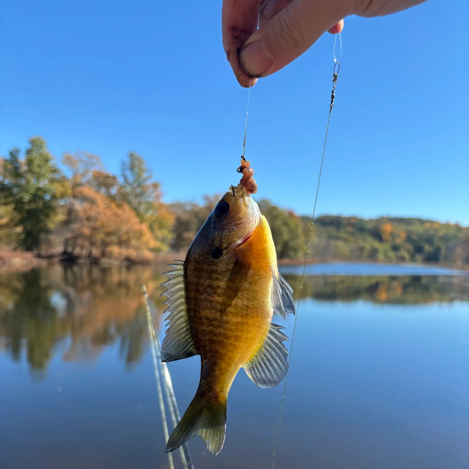 Bluegill caught on Fishbrain