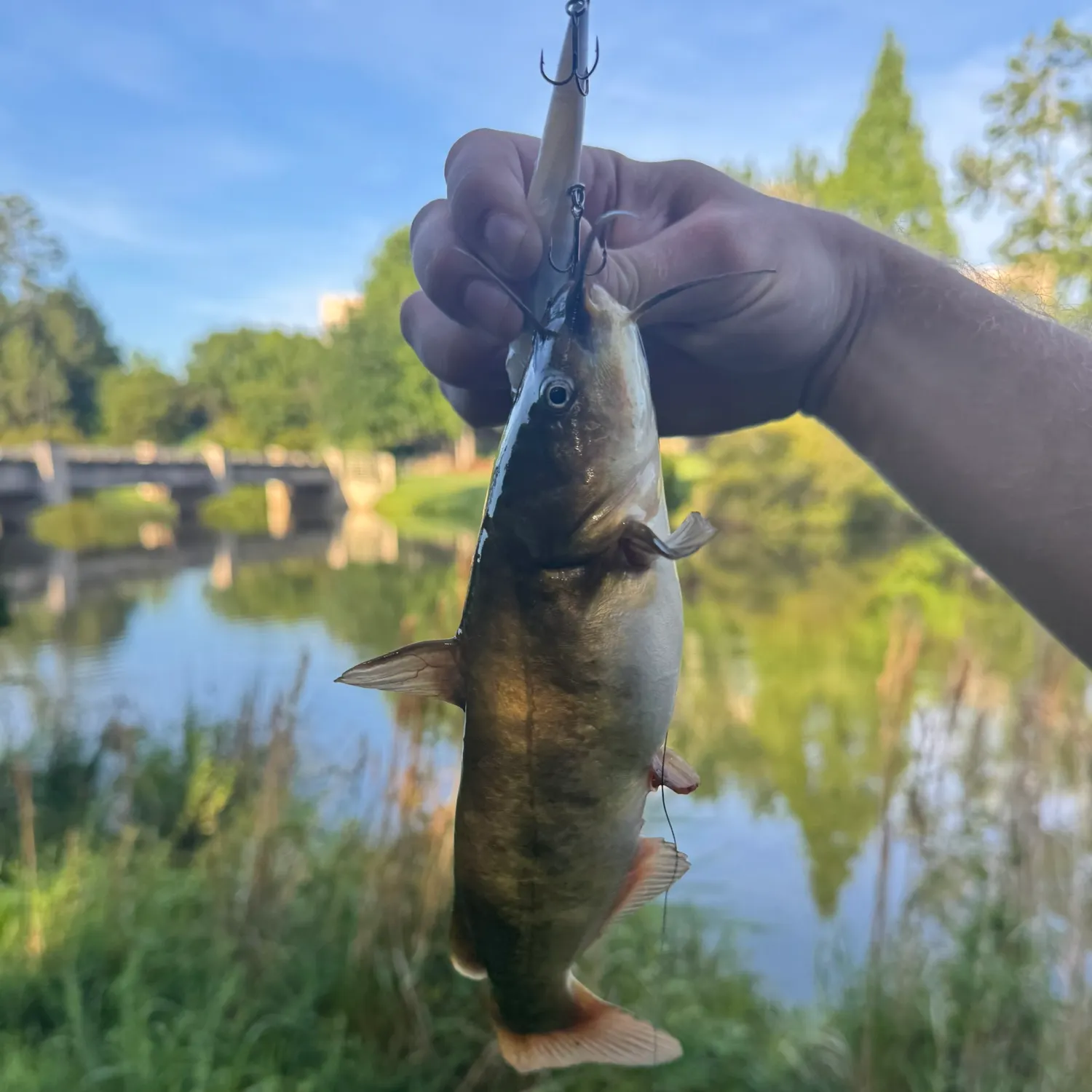 catch