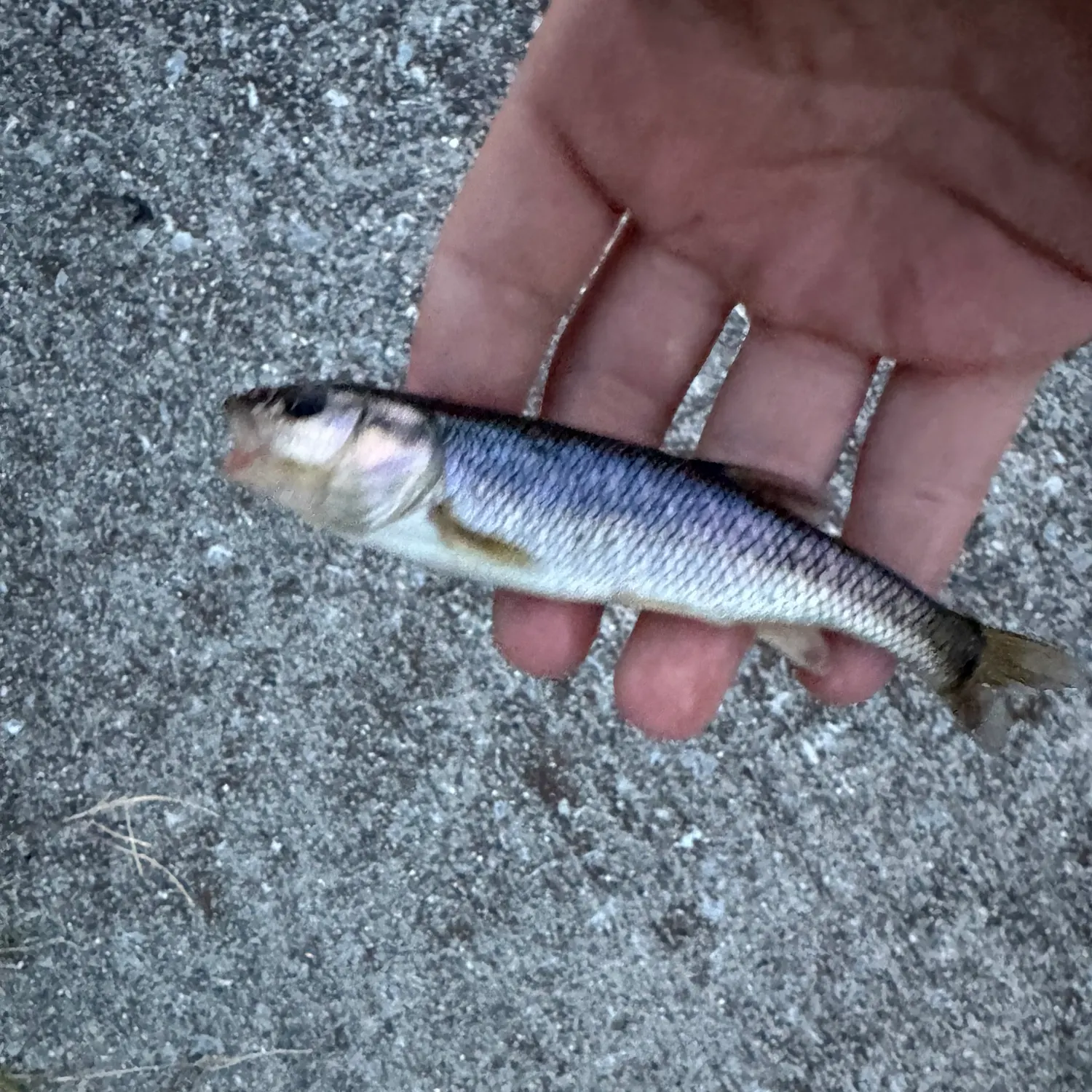 Creek chub caught on Fishbrain