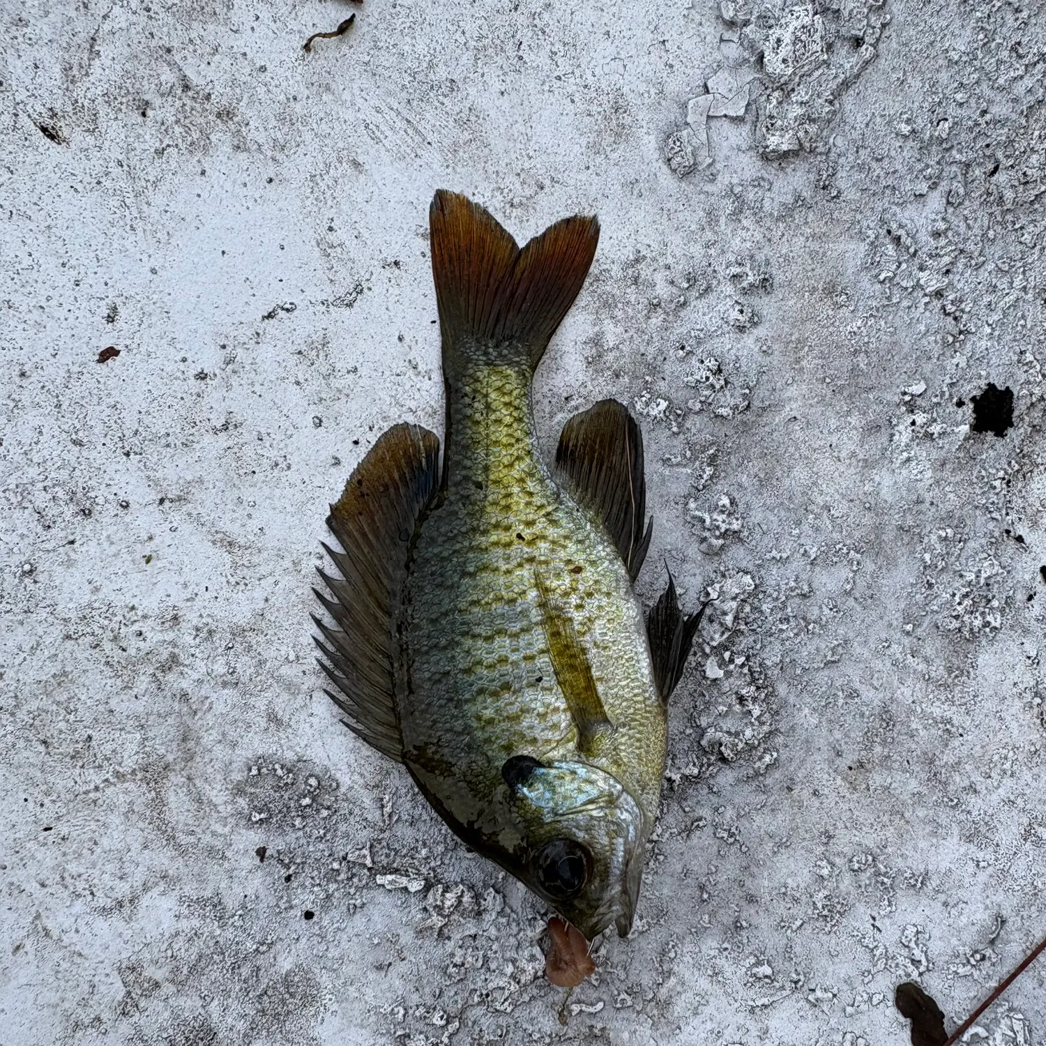 Bluegill caught on Fishbrain