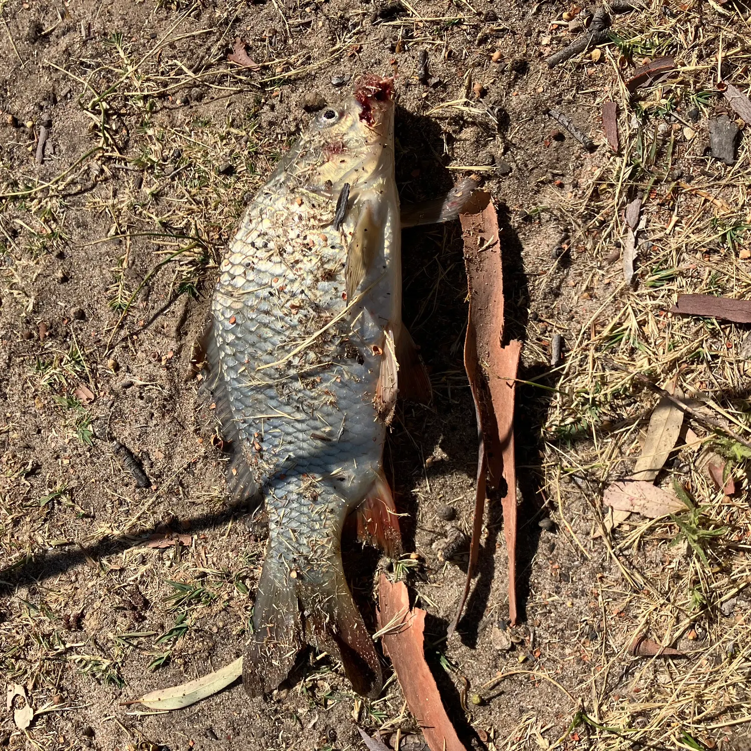 The most recent Common carp catches on Fishbrain