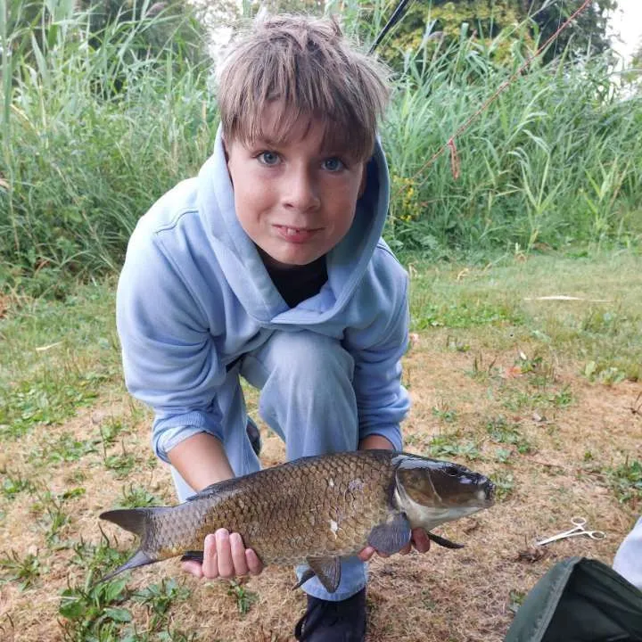 Common carp caught on Fishbrain