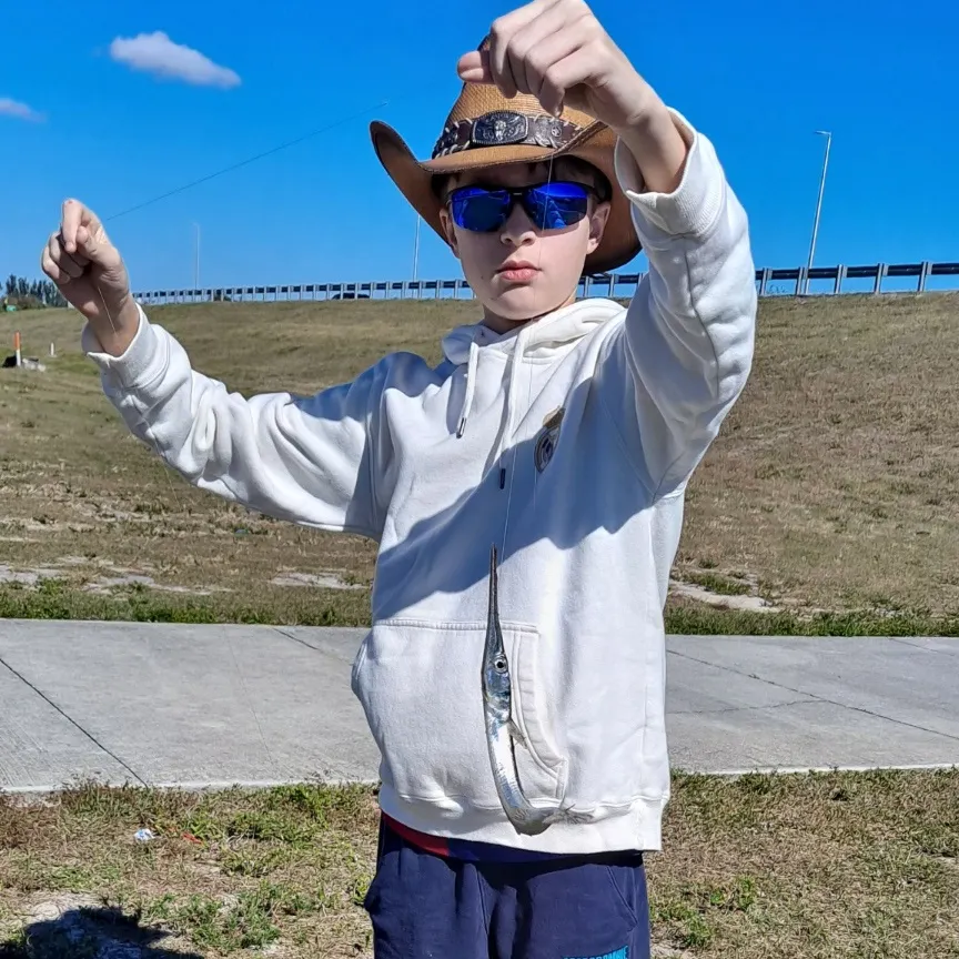 The most recent Atlantic needlefish catches on Fishbrain