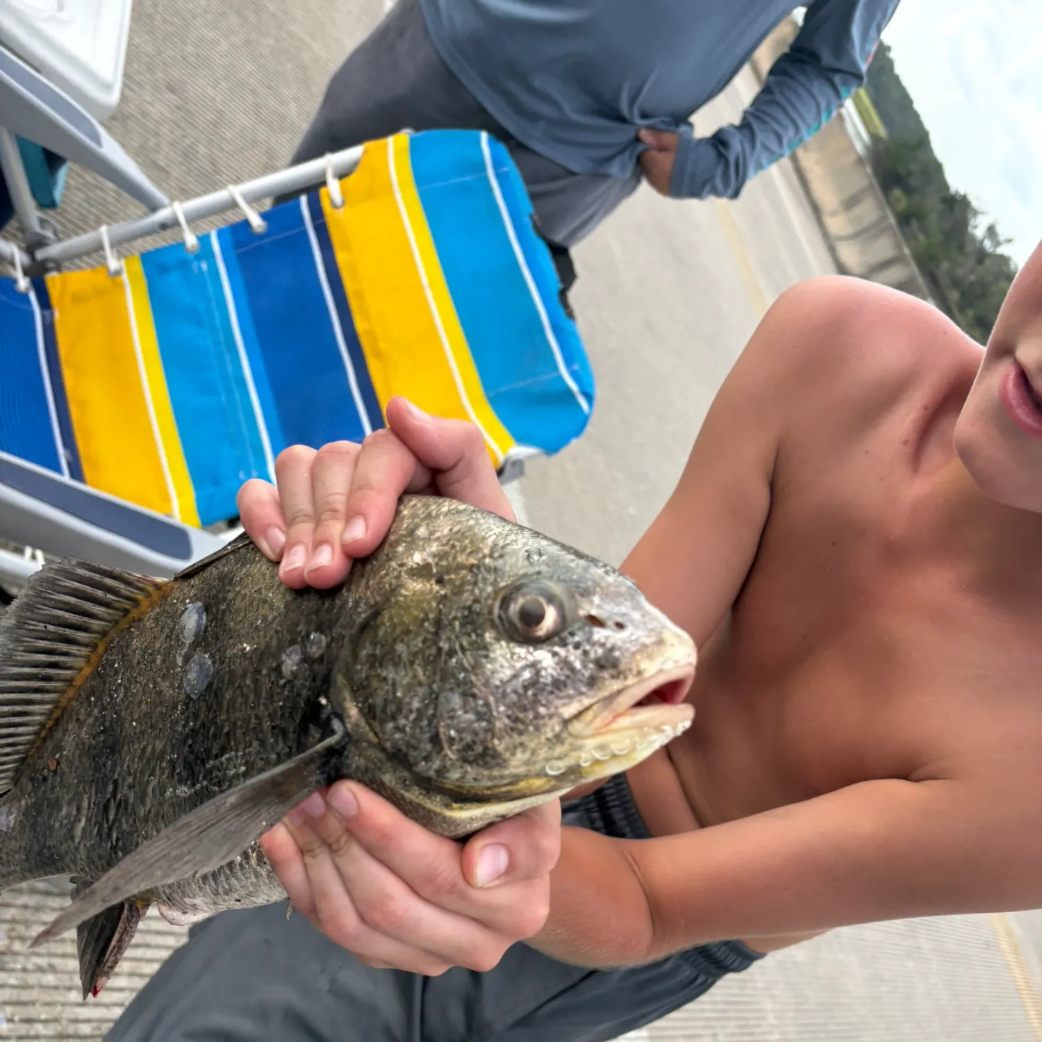 Black drum caught on Fishbrain