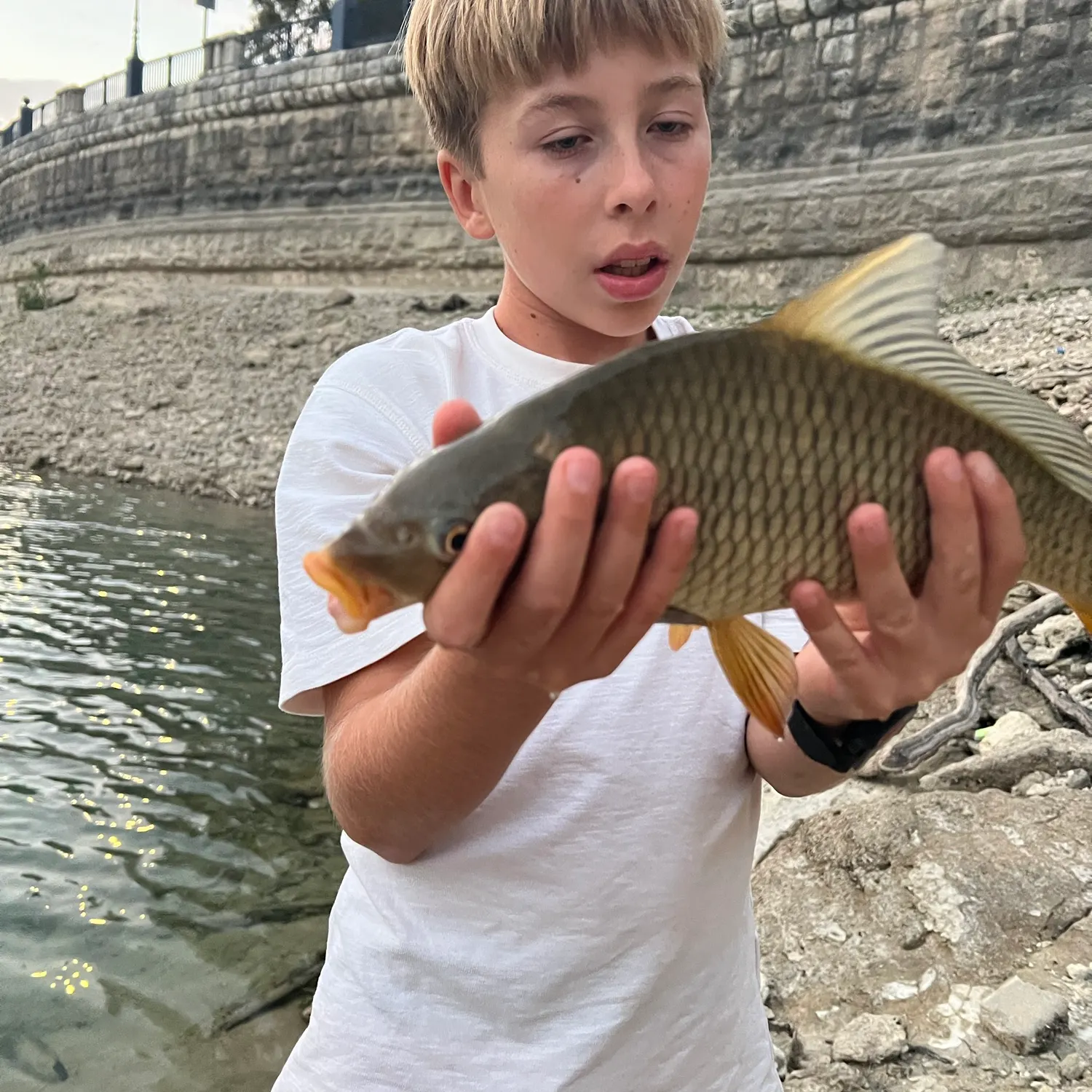 Common carp caught on Fishbrain