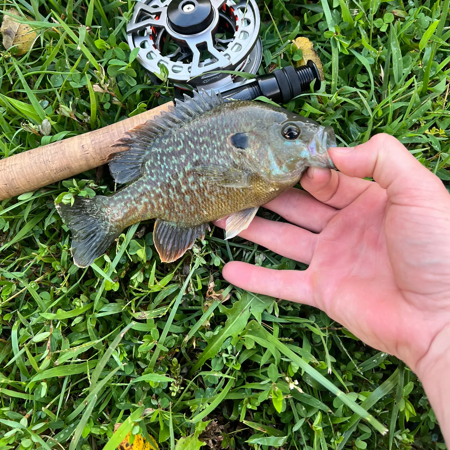 Green sunfish caught on Fishbrain
