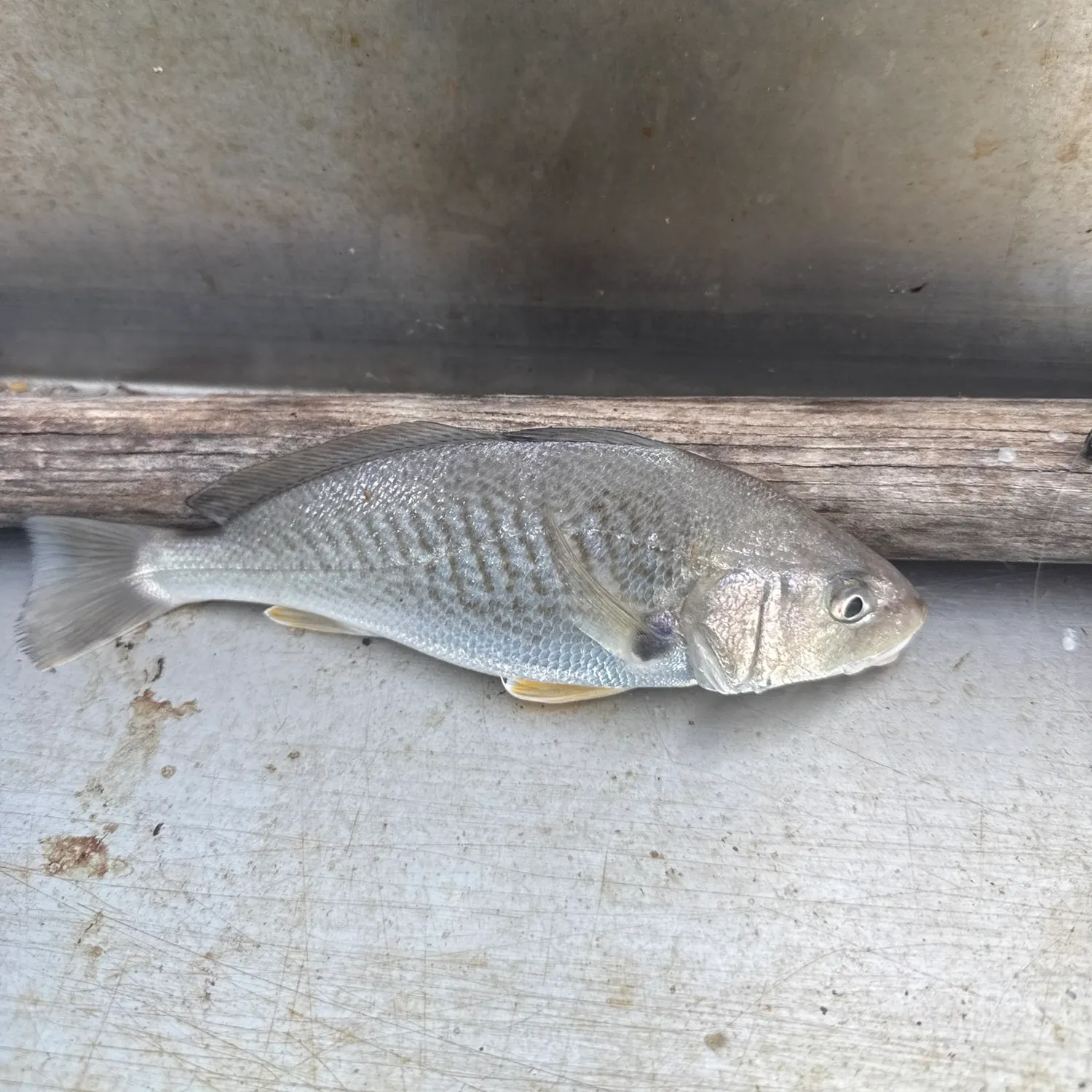 Atlantic croaker caught on Fishbrain