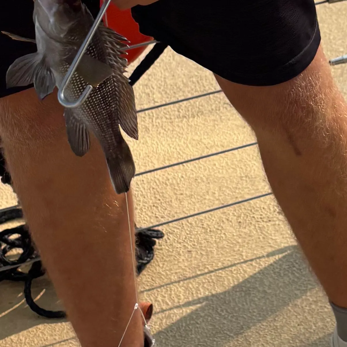 Black sea bass caught on Fishbrain
