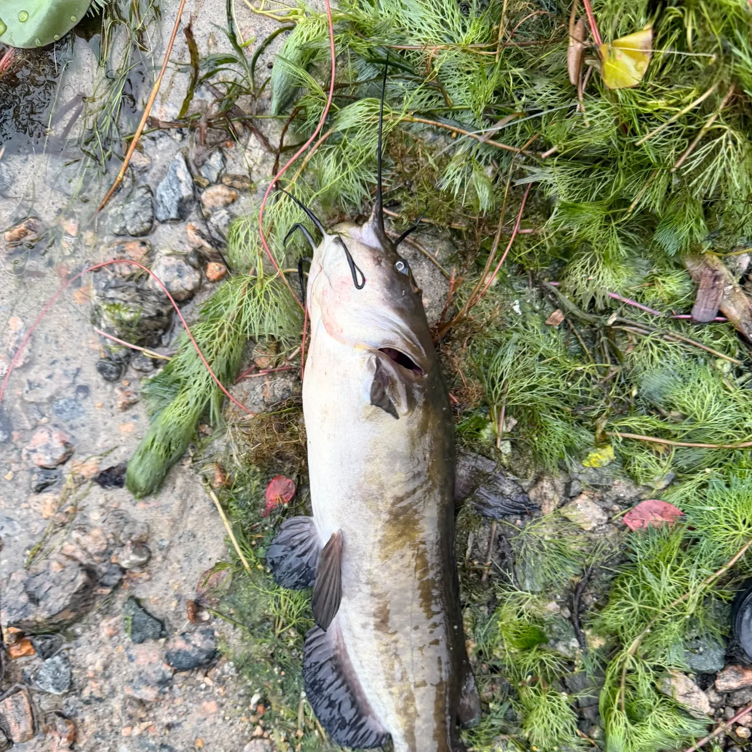 Black bullhead caught on Fishbrain