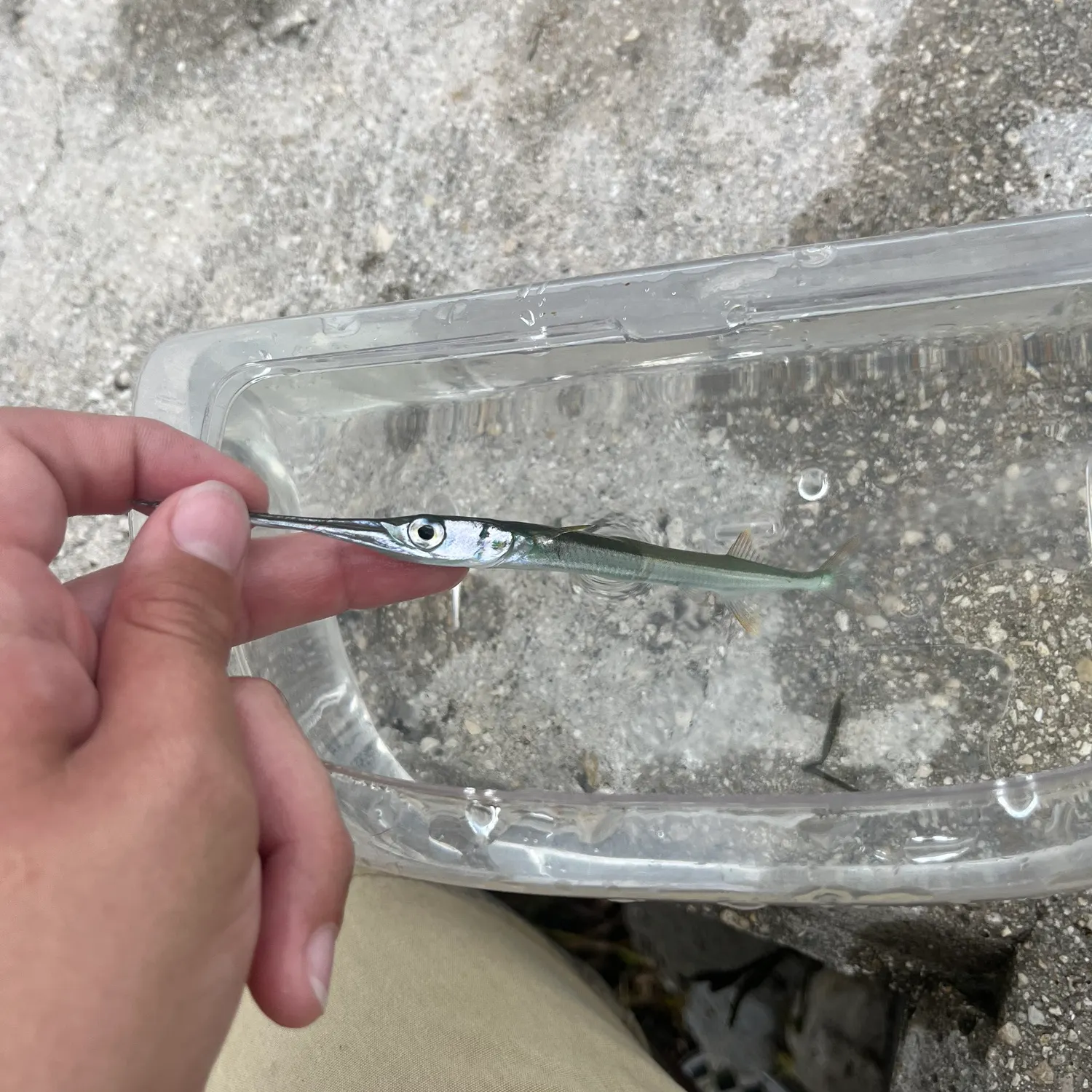 The most recent Redfin needlefish catches on Fishbrain