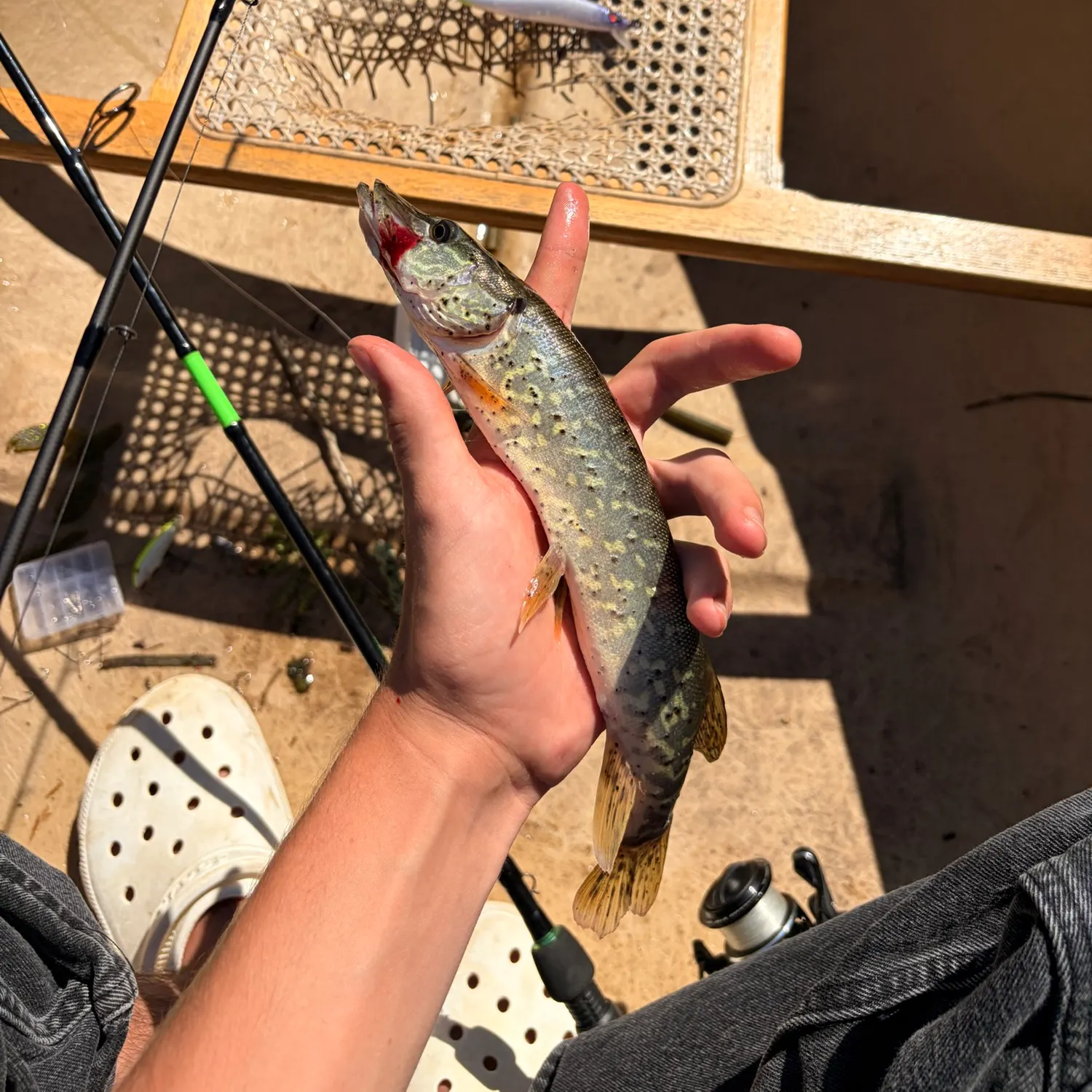 The most recent Tiger muskie catches on Fishbrain