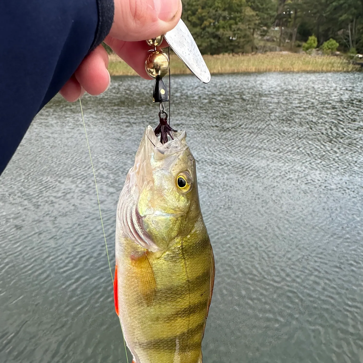 European perch caught on Fishbrain