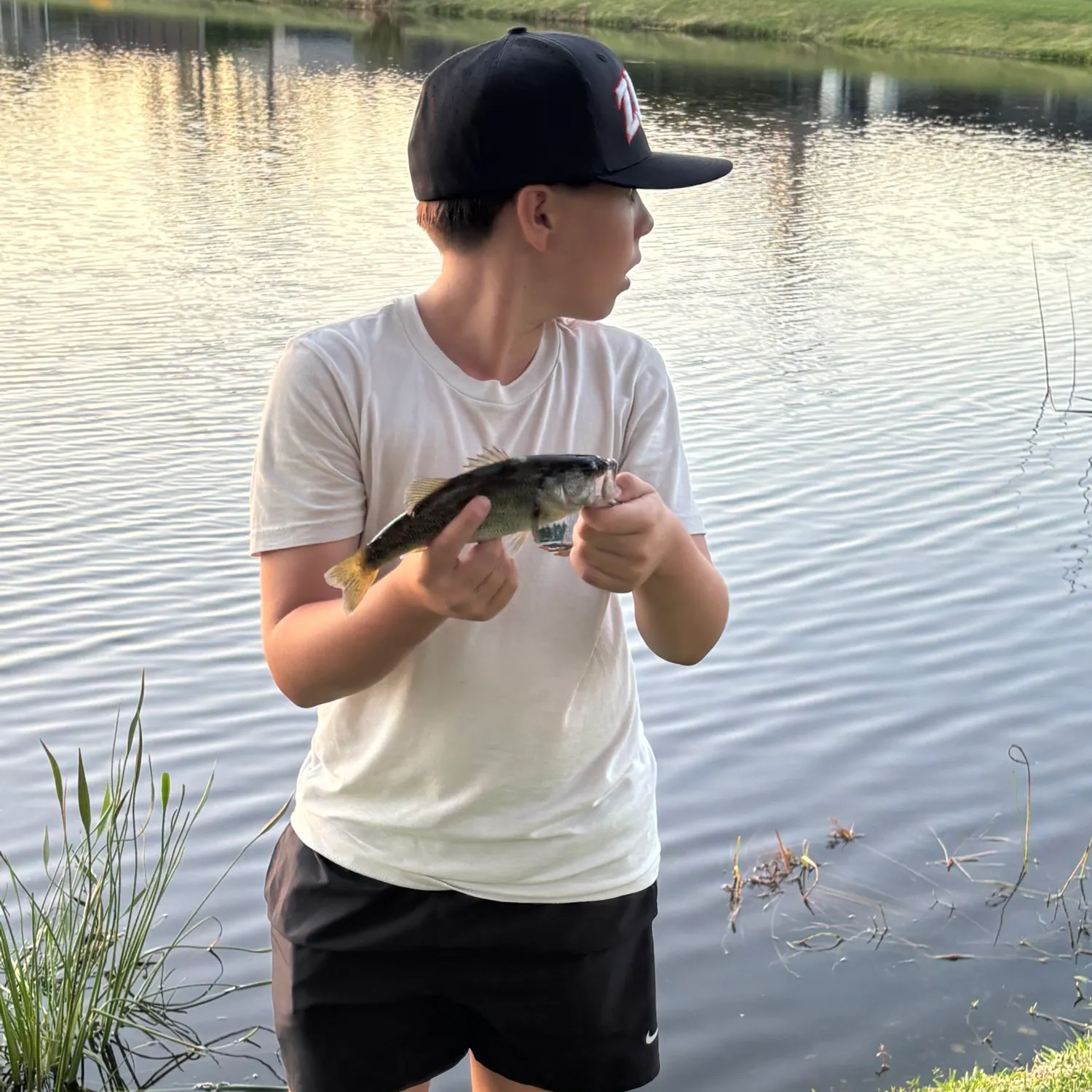 The most recent Shoal bass catches on Fishbrain