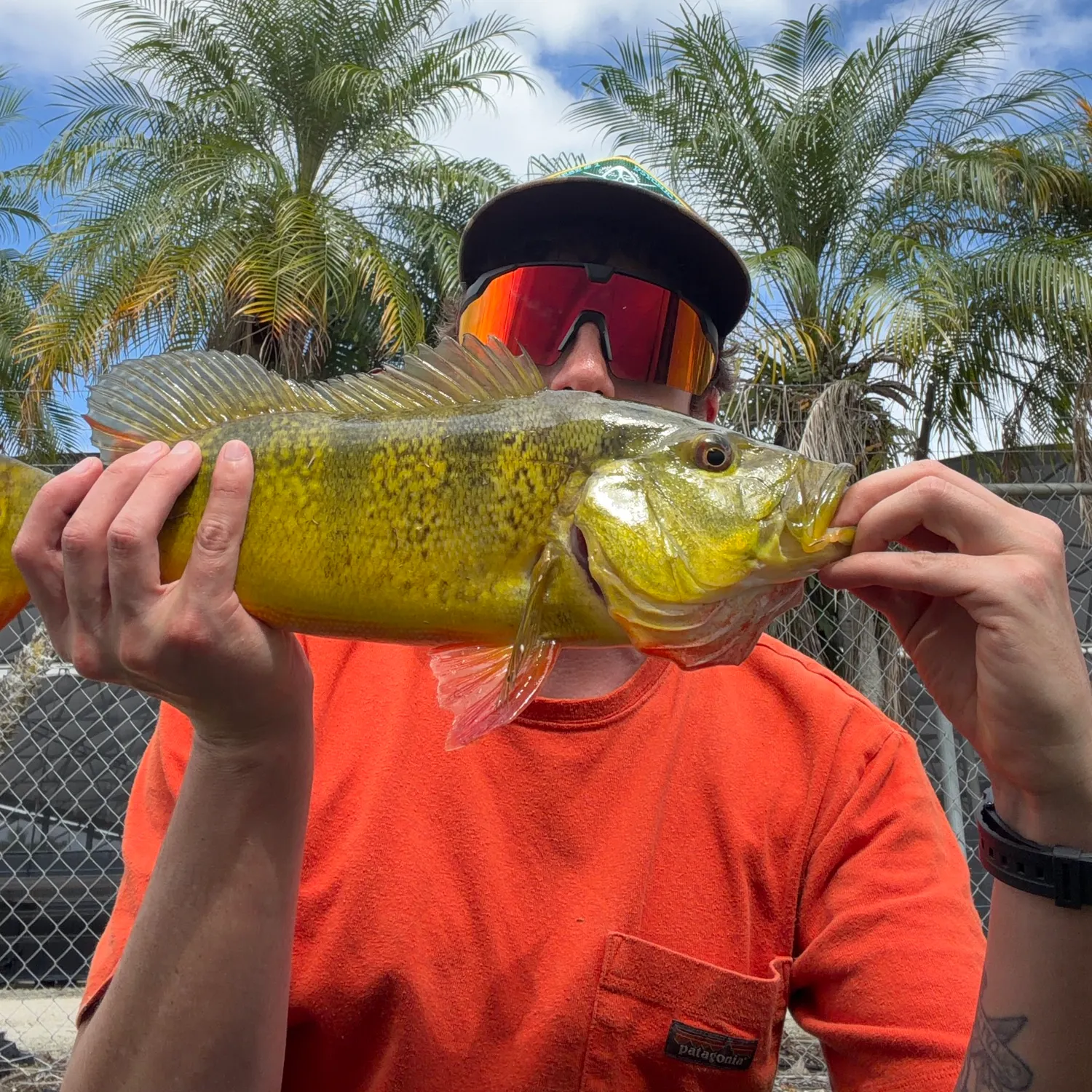 Butterfly peacock bass caught on Fishbrain
