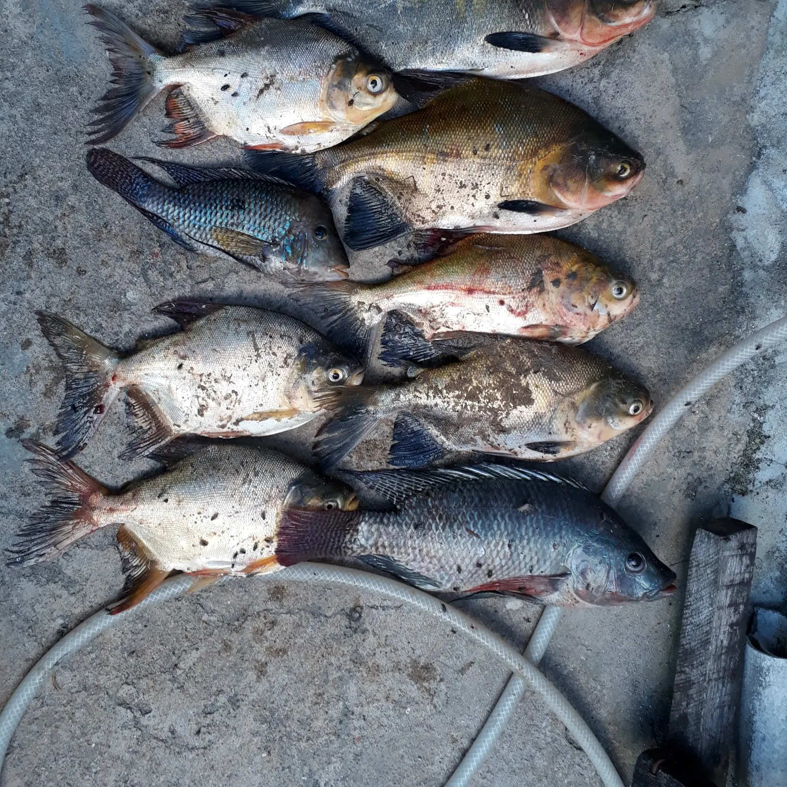 recently logged catches