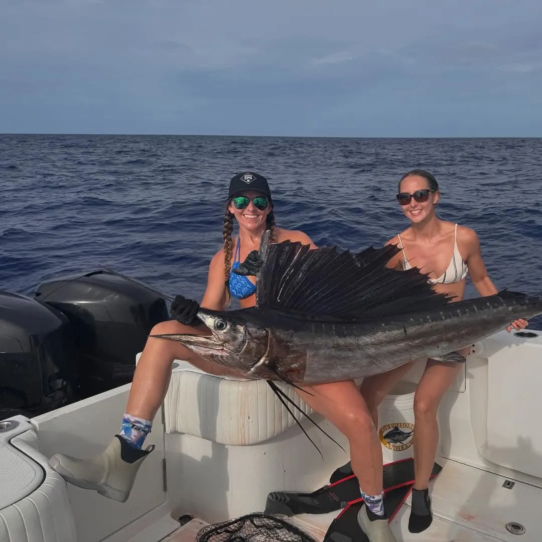 The most recent Atlantic sailfish catches on Fishbrain