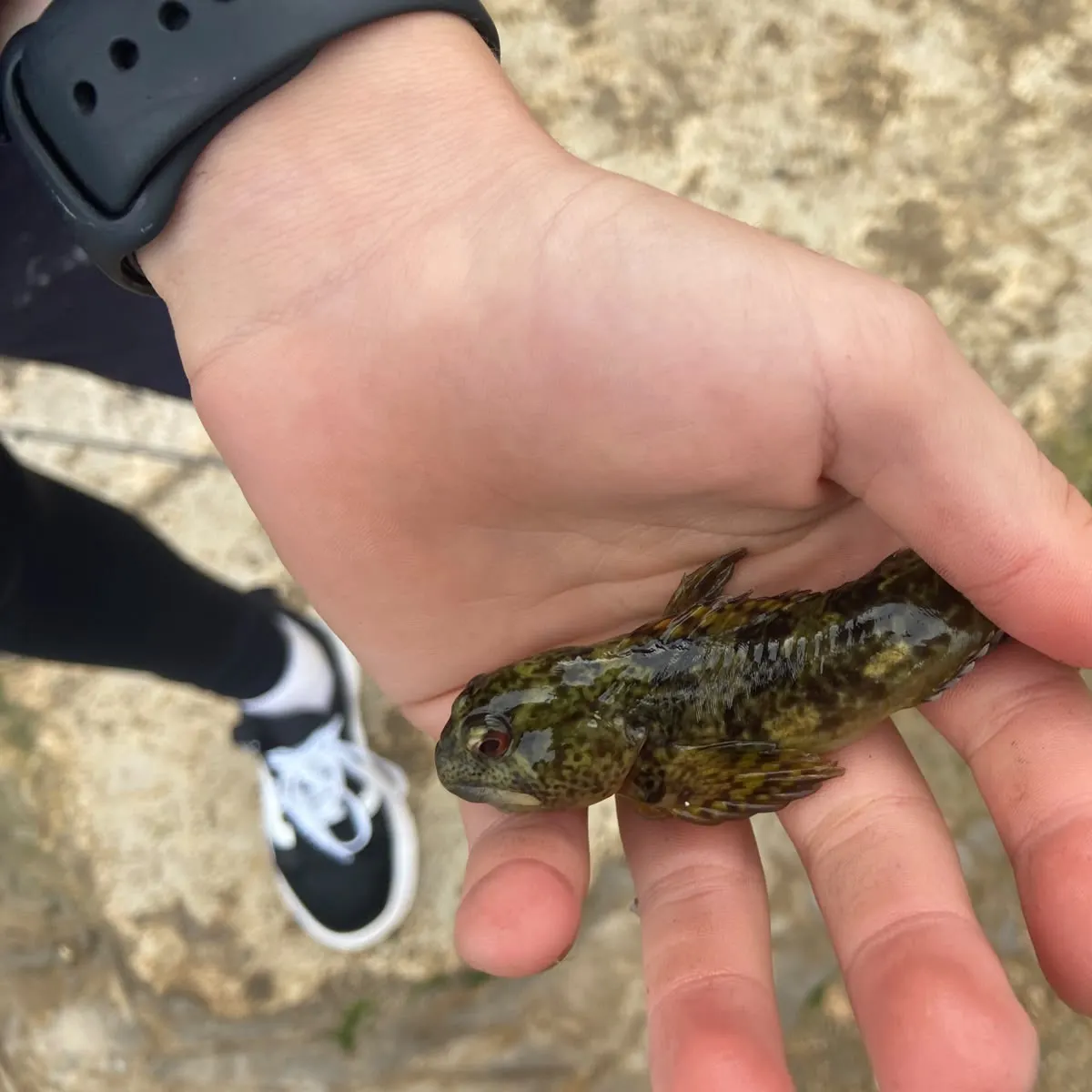 Rock goby caught on Fishbrain