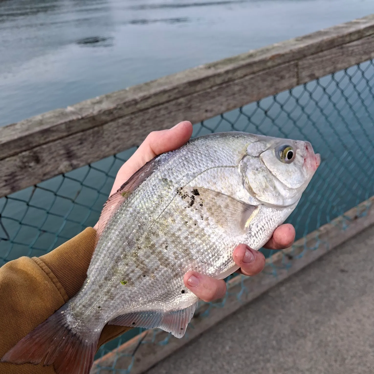 The most recent Redtail surfperch catches on Fishbrain