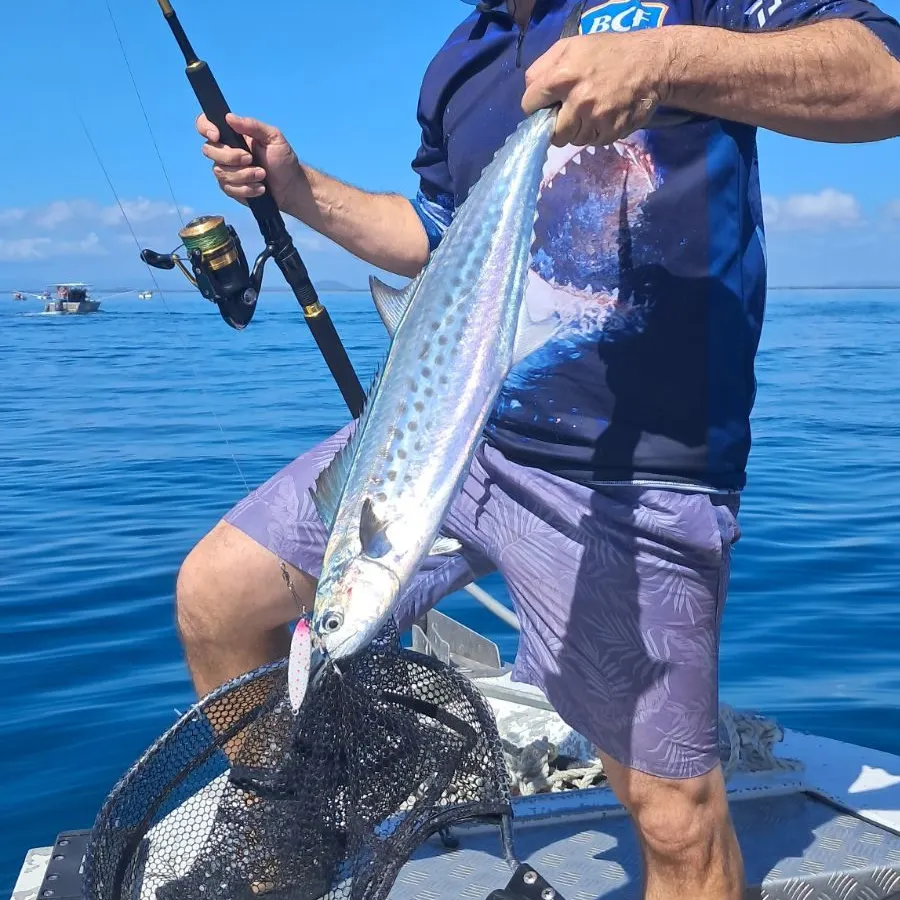 The most recent Australian spotted mackerel catches on Fishbrain