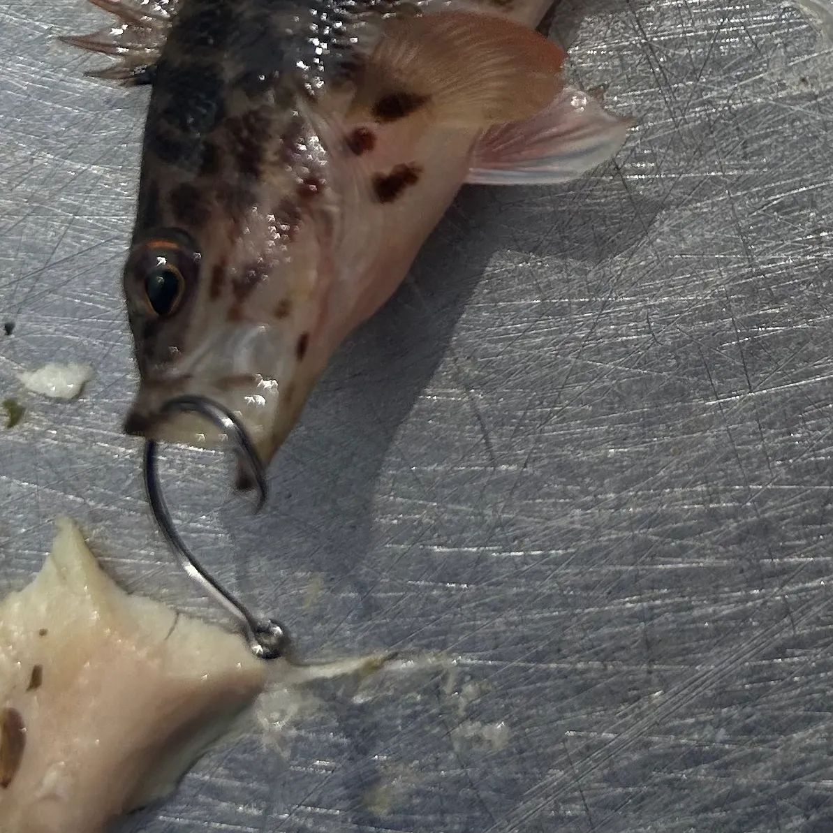 The most recent Jameson's Seaperch catches on Fishbrain