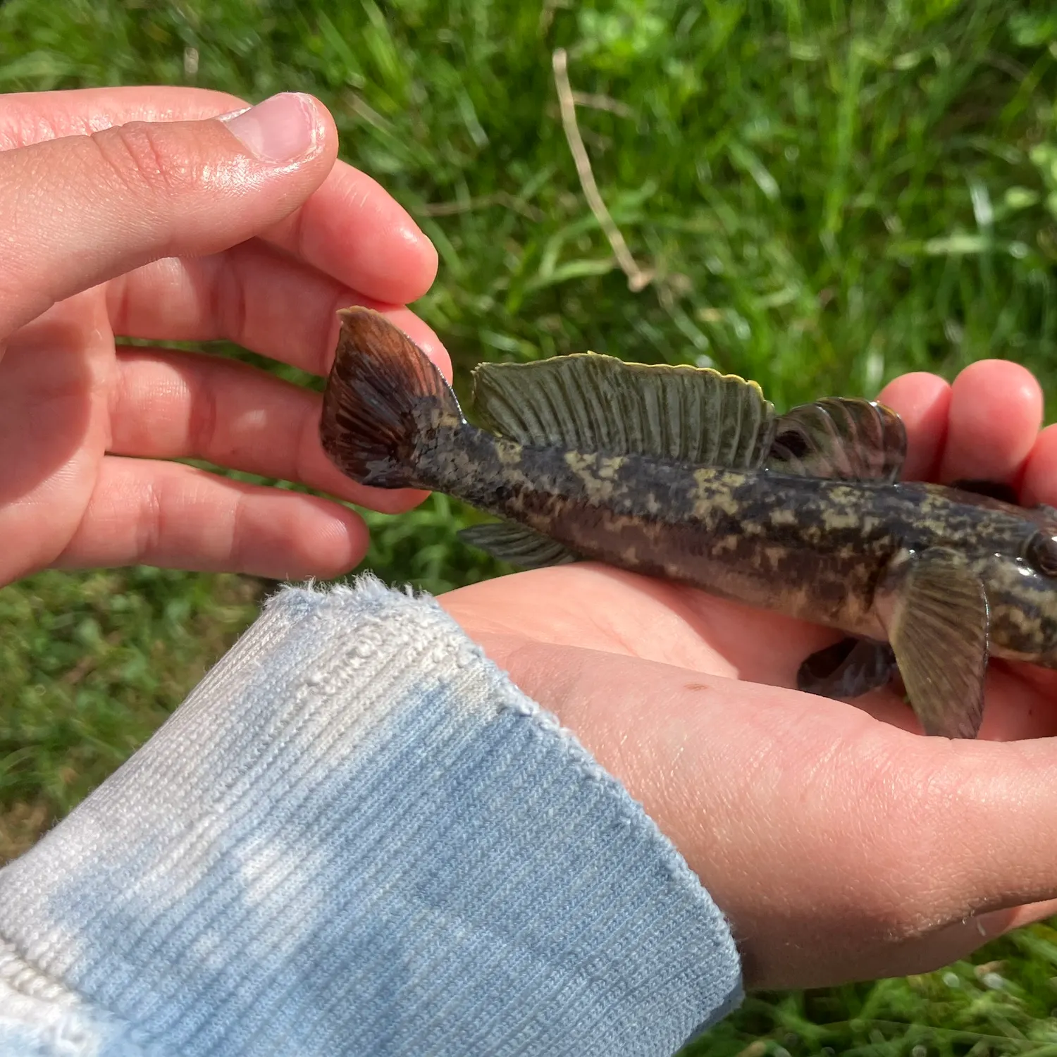 Round goby caught on Fishbrain
