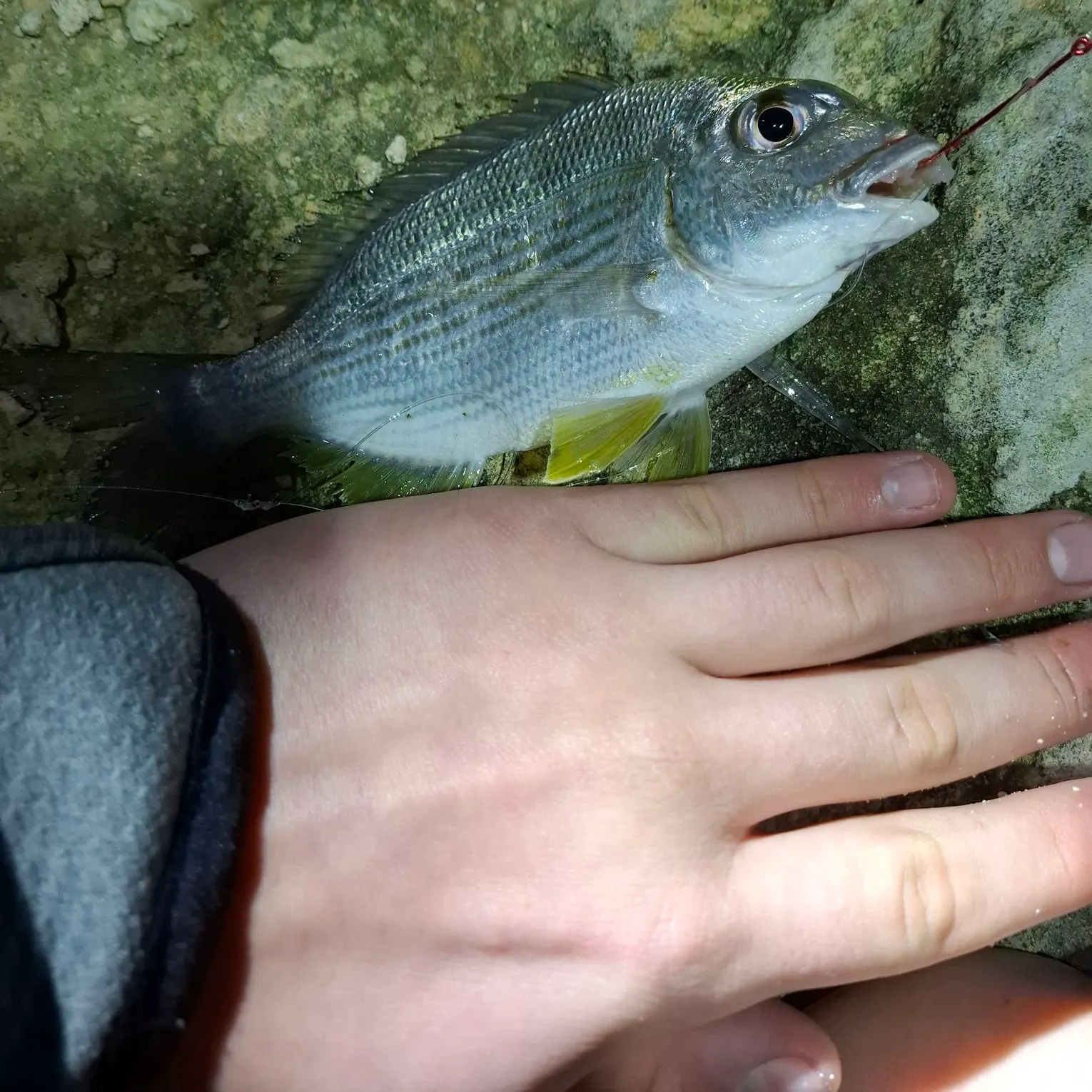 The most recent Southern black bream catches on Fishbrain