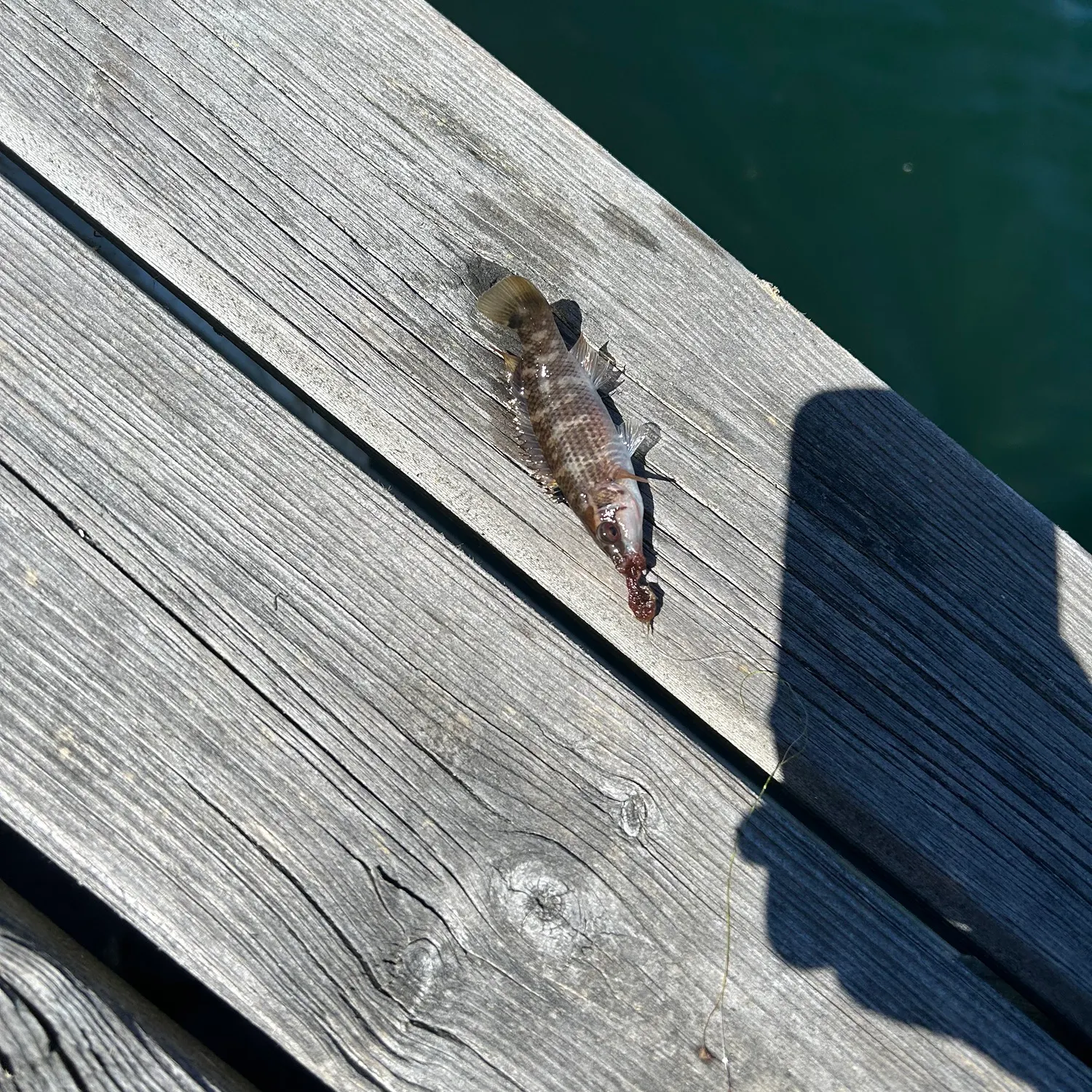 The most recent Goldsinny-wrasse catches on Fishbrain