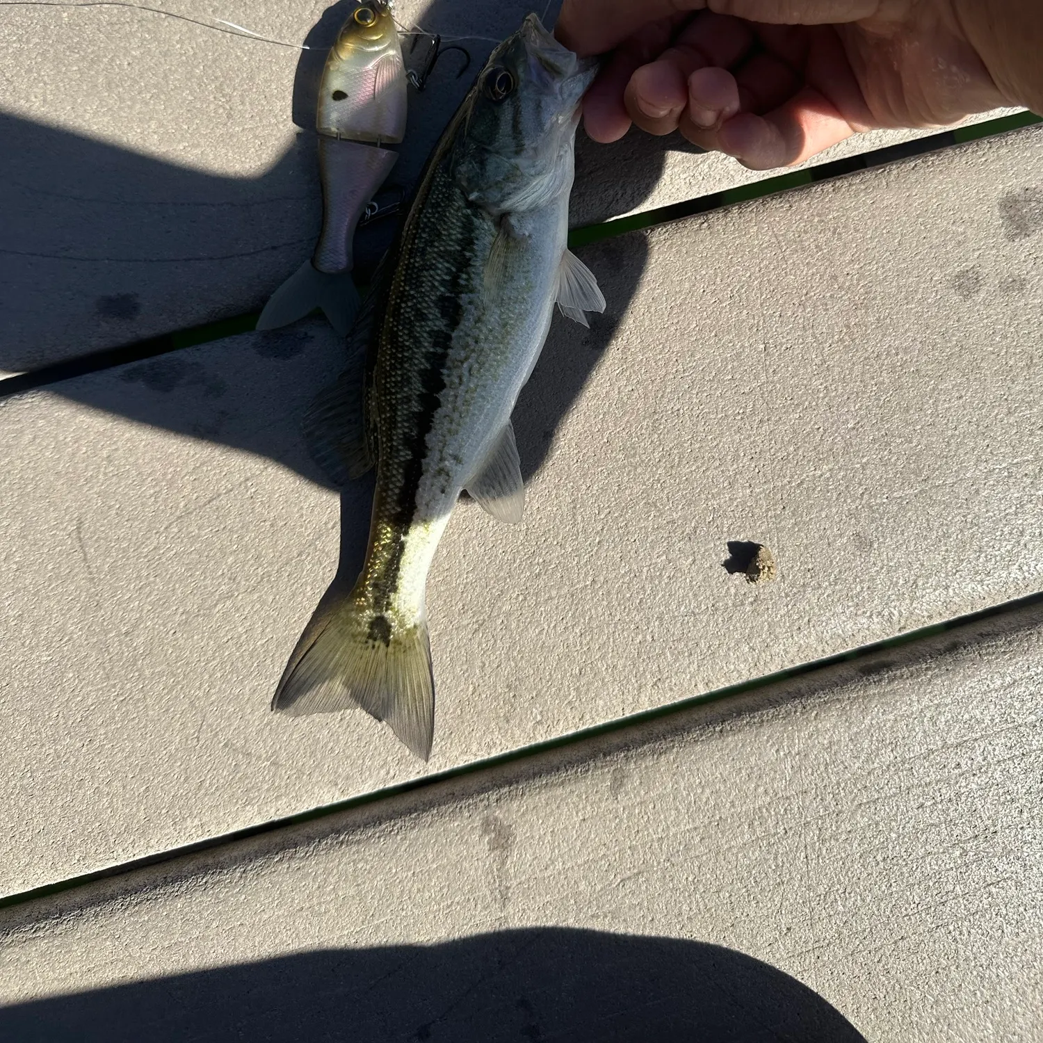 Spotted bass caught on Fishbrain