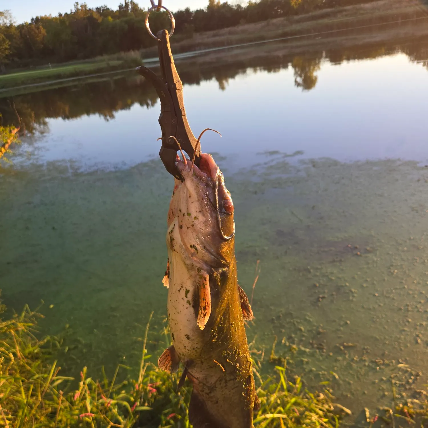 Channel catfish caught on Fishbrain