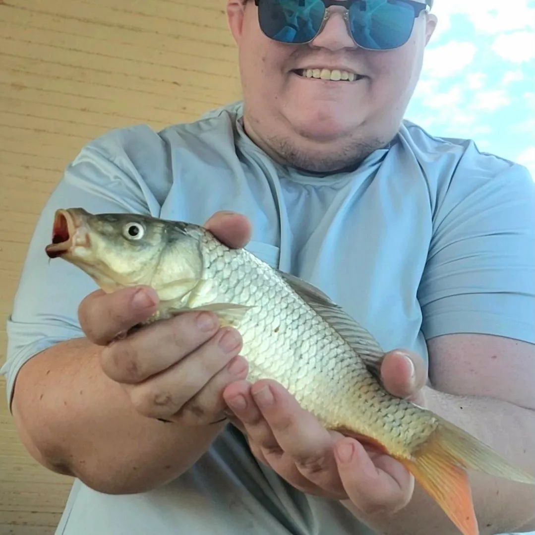 Common carp caught on Fishbrain