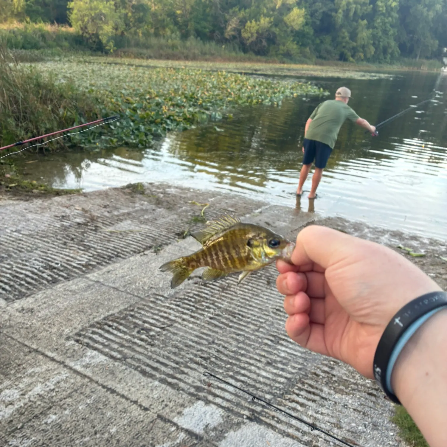 Bluegill caught on Fishbrain
