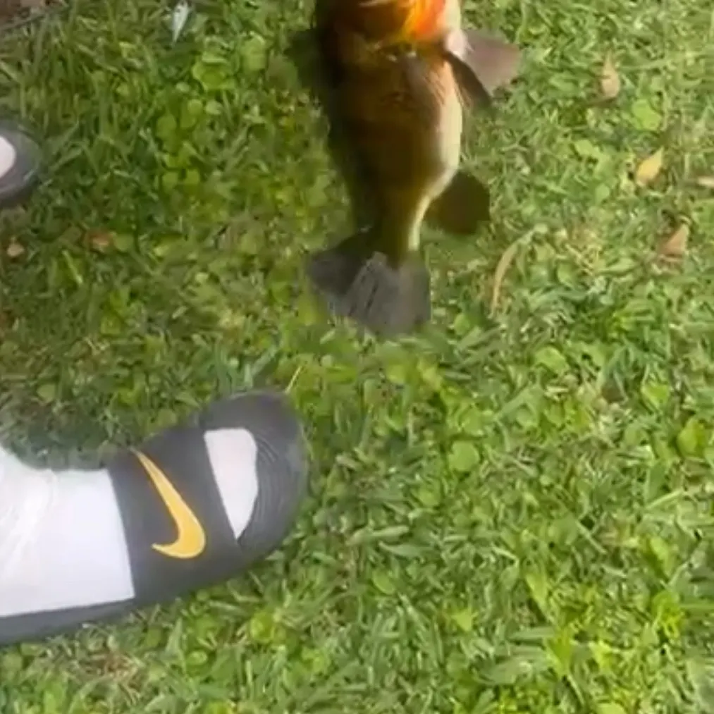 The most recent Butterfly peacock bass catches on Fishbrain