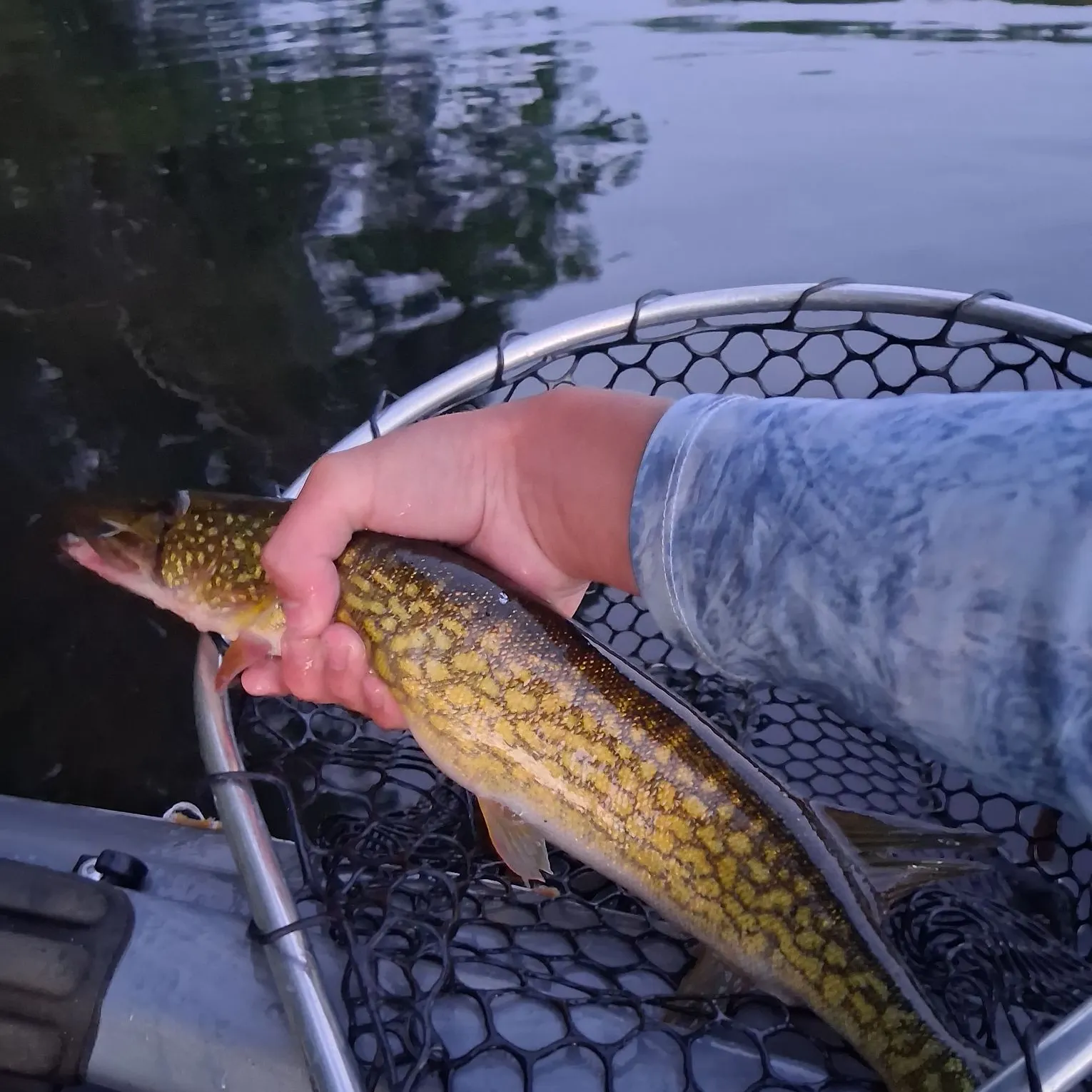 Chain pickerel caught on Fishbrain