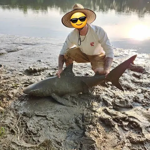 The most recent Bull shark catches on Fishbrain