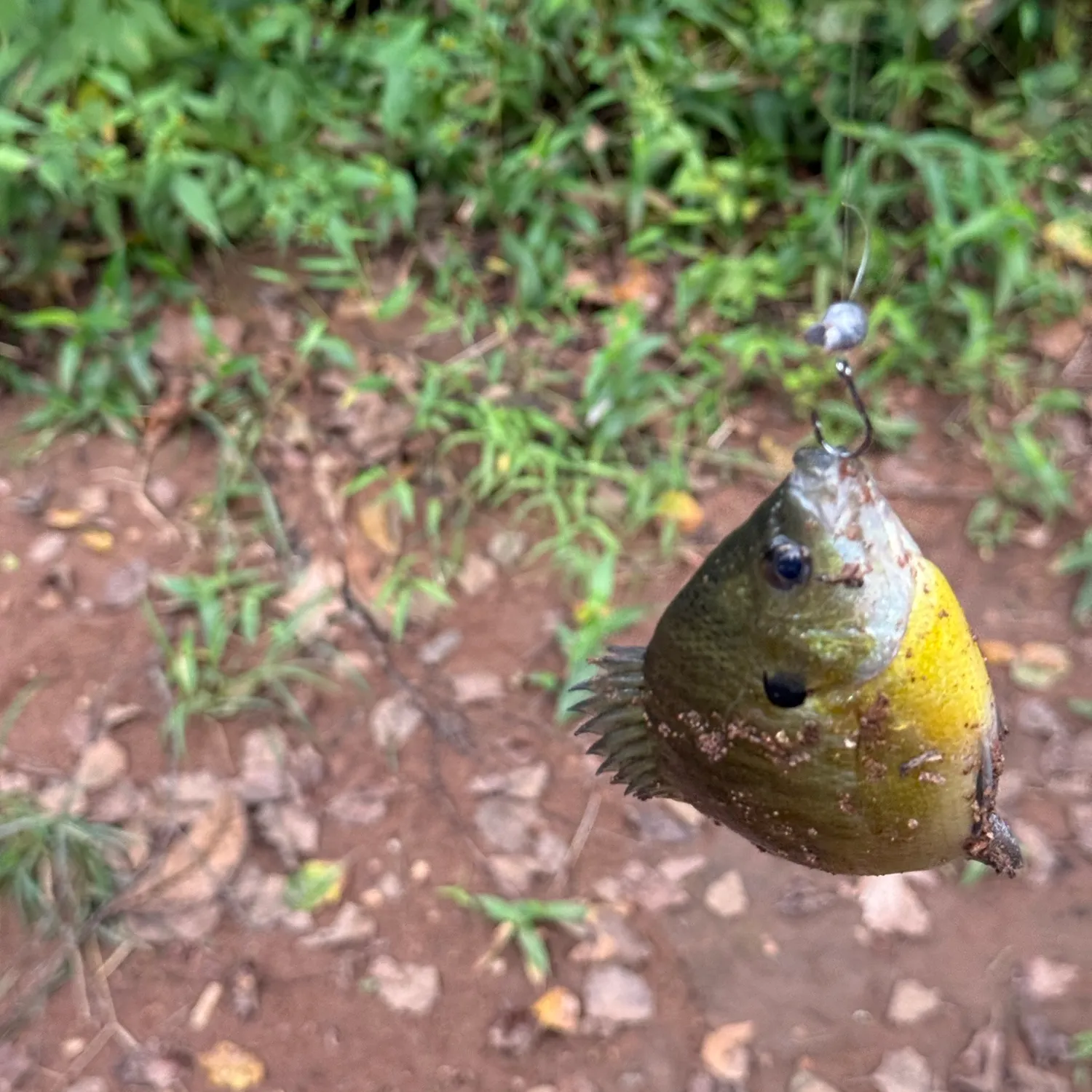 Bluegill caught on Fishbrain