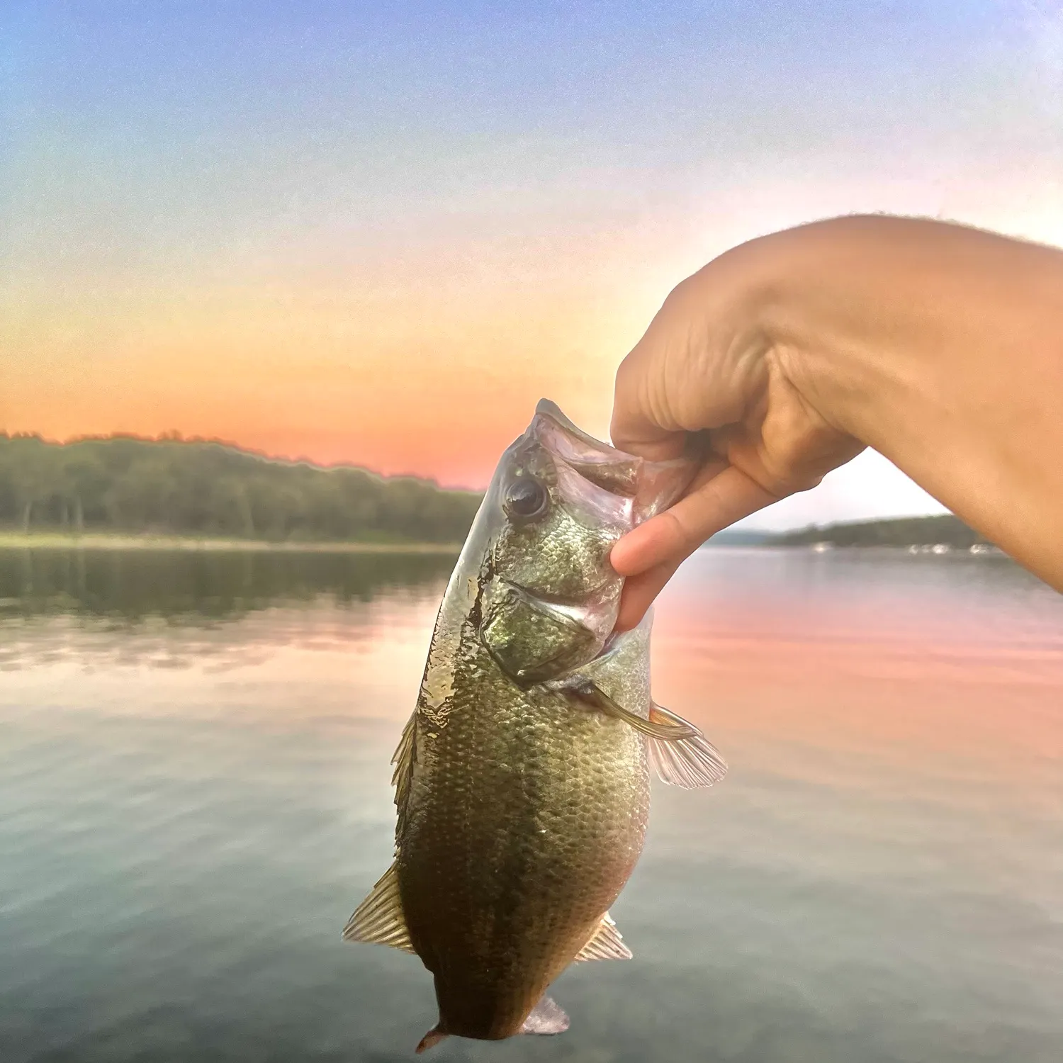 Largemouth bass caught on Fishbrain