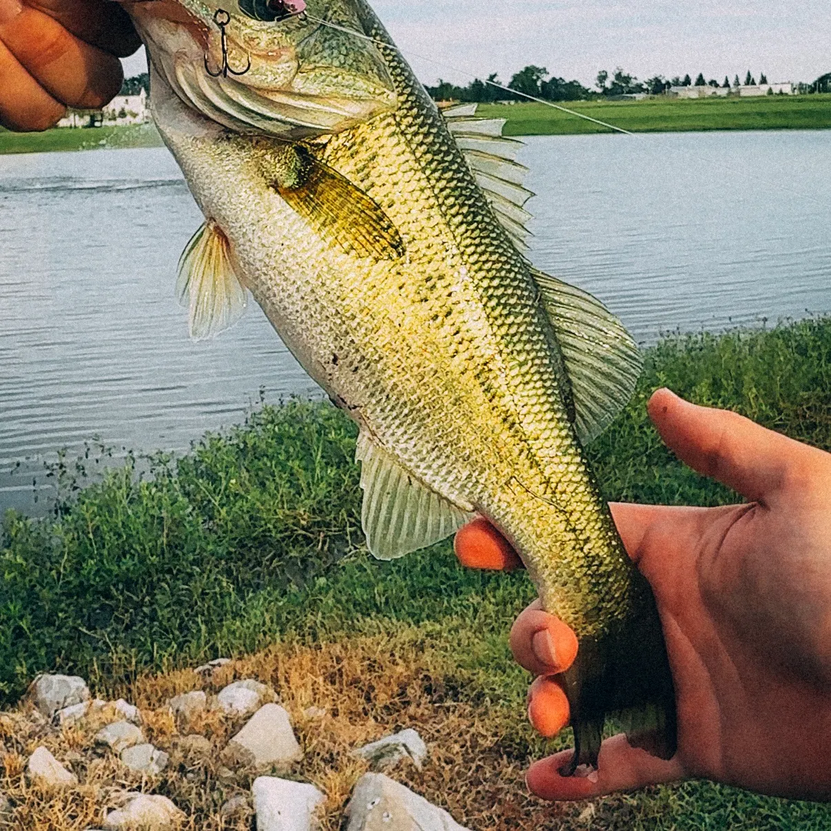 Largemouth bass caught on Fishbrain