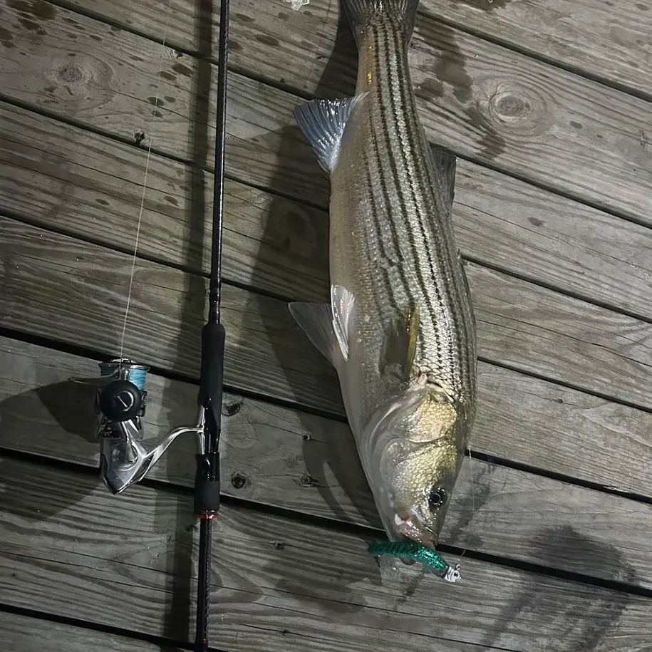 Striped bass caught on Fishbrain