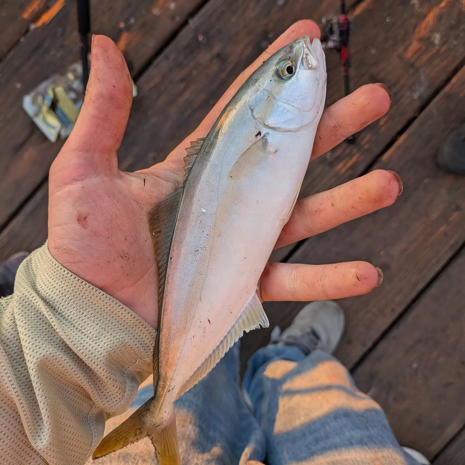 The most recent Southern yellowtail amberjack catches on Fishbrain