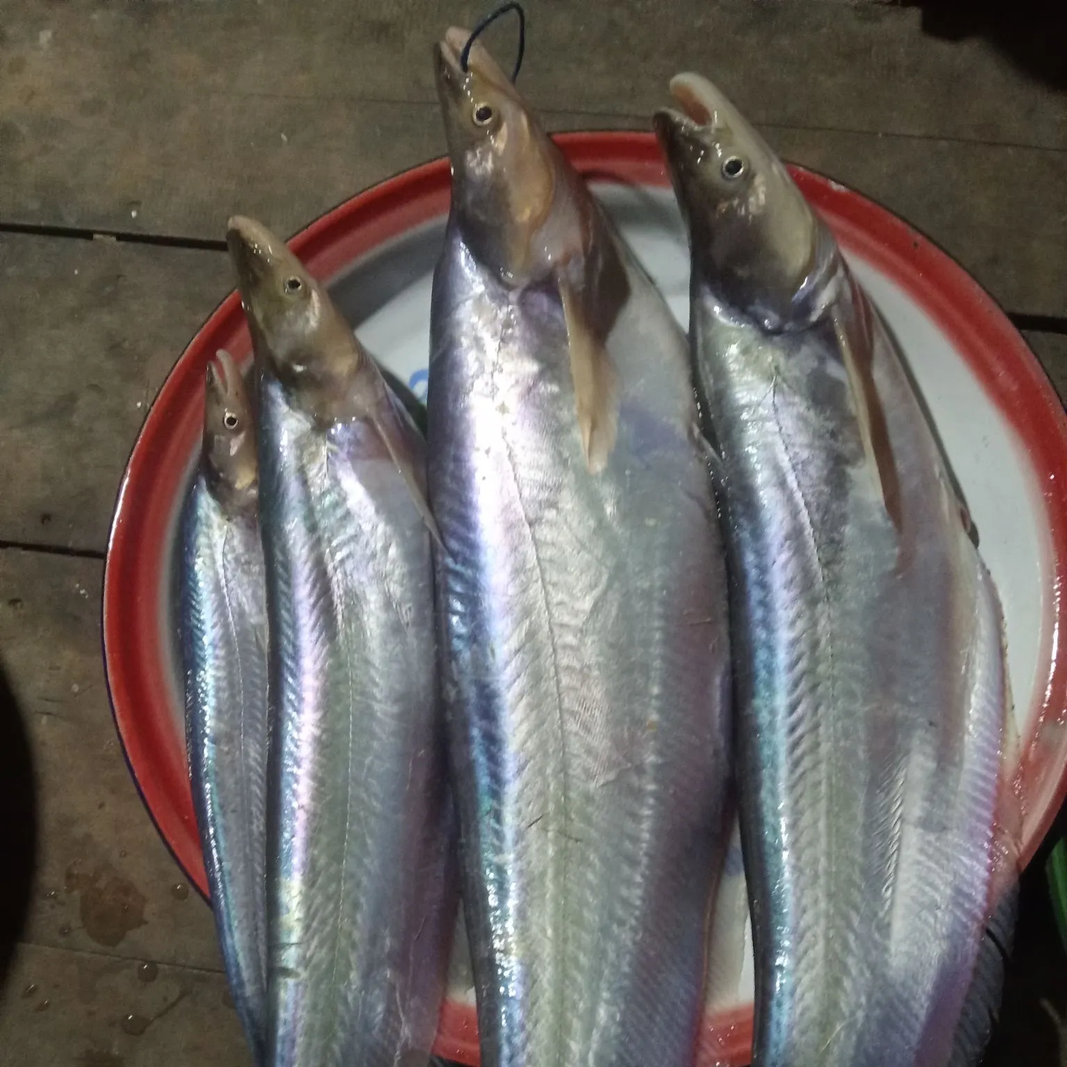 The most recent Indonesian snakehead catches on Fishbrain