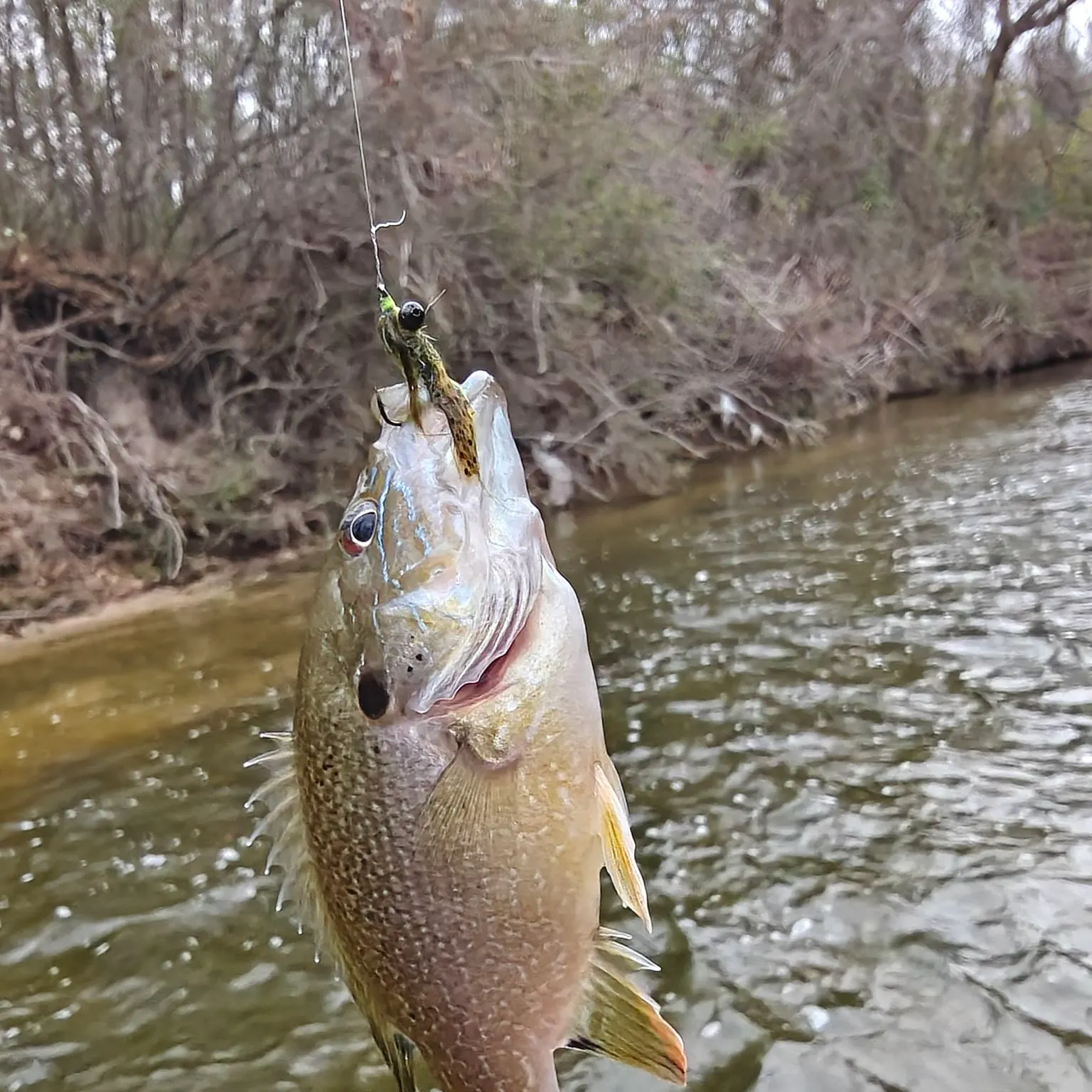 The most recent Greengill hybrid catches on Fishbrain
