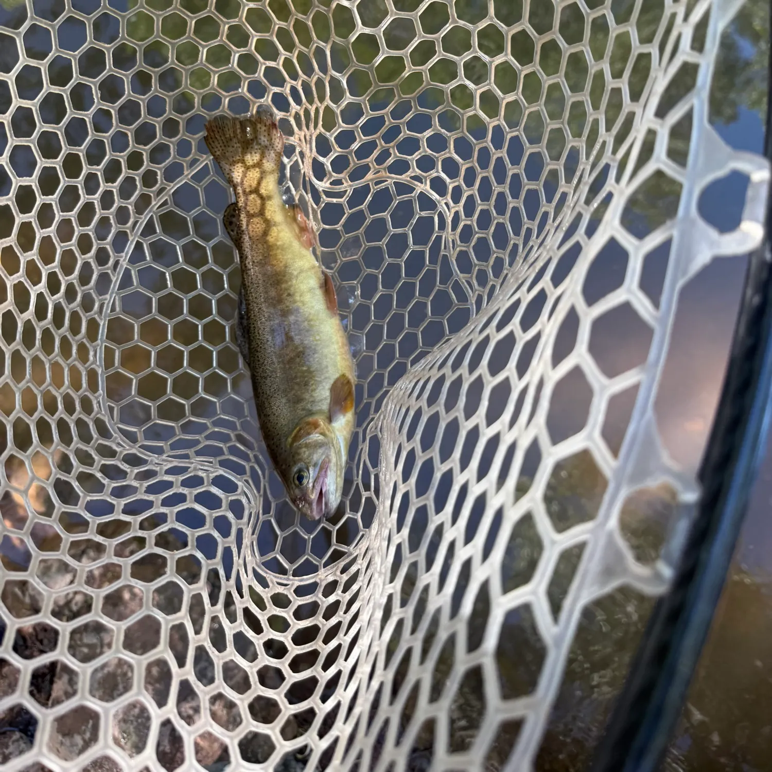 The most recent Gila trout catches on Fishbrain