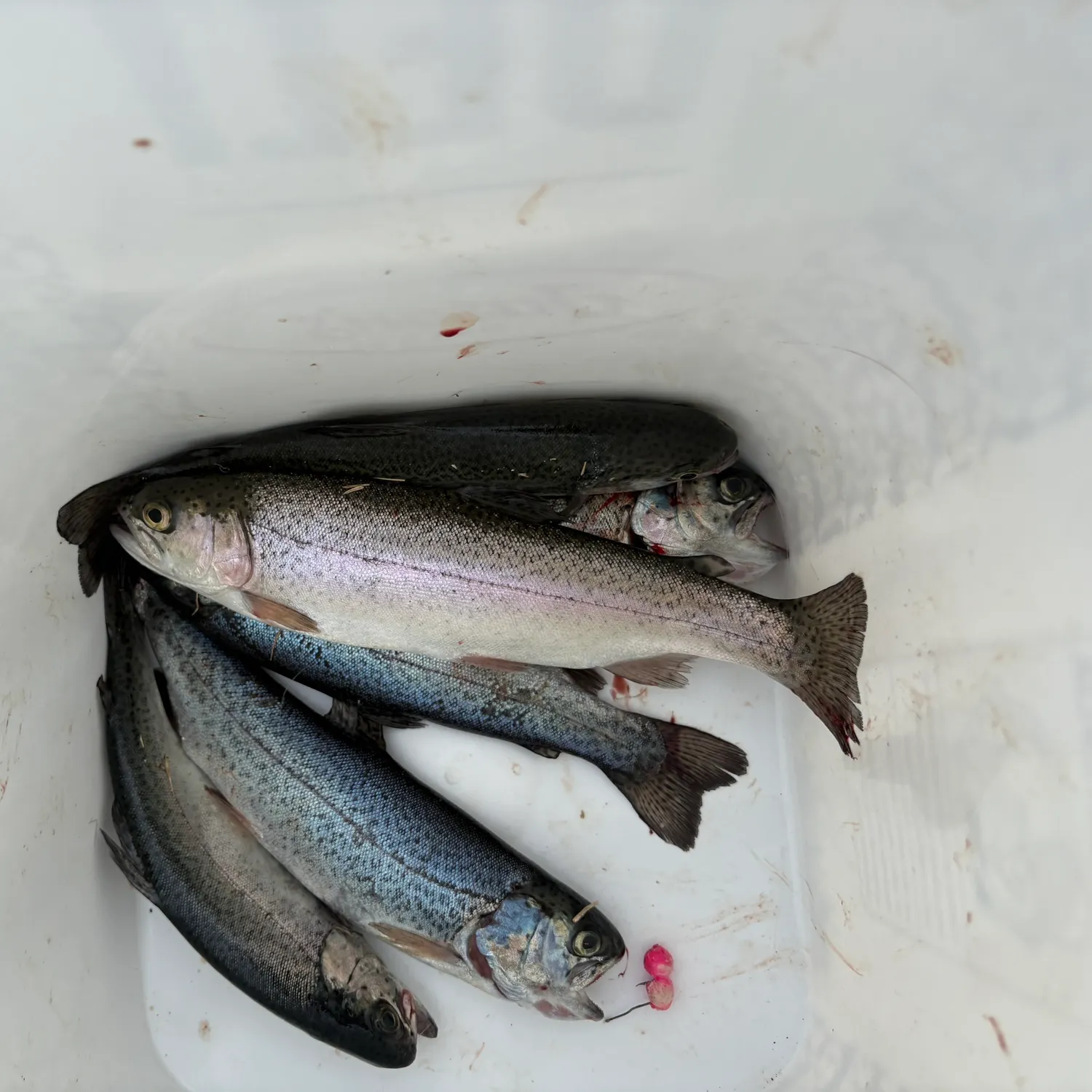 recently logged catches