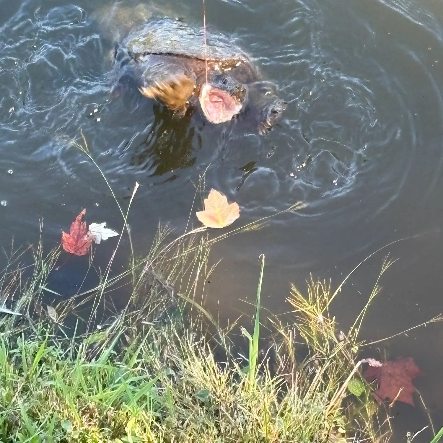 The most recent Common snapping turtle catches on Fishbrain