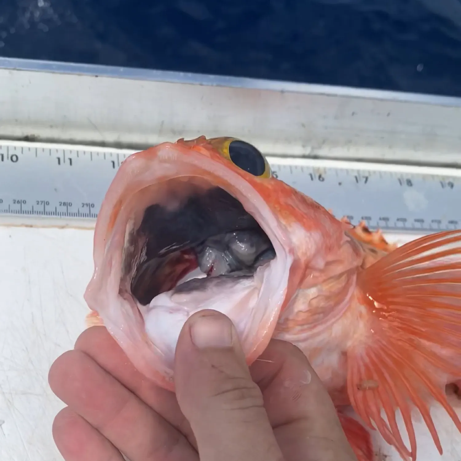 The most popular recent Blackbelly rosefish catch on Fishbrain