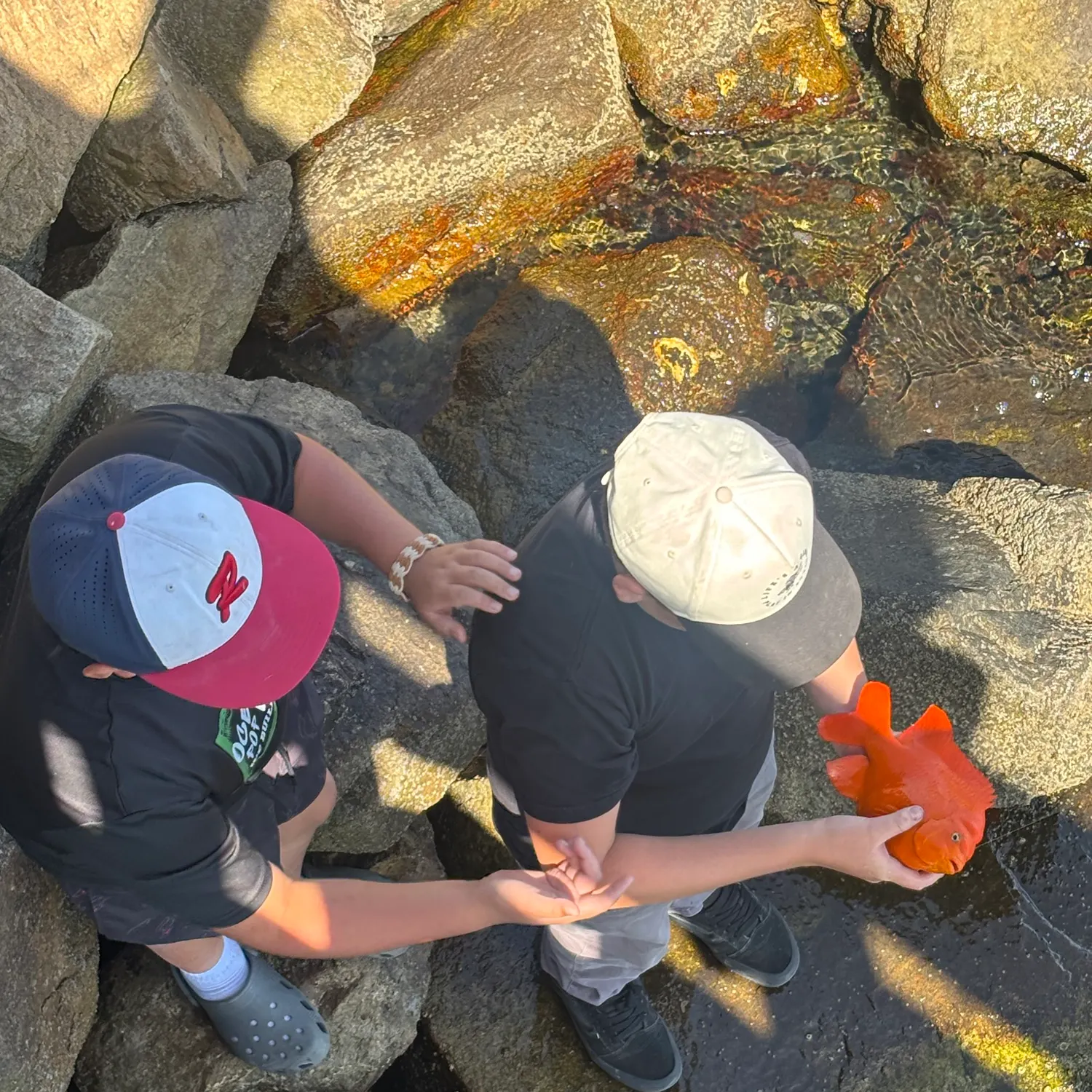 The most recent Garibaldi damselfish catches on Fishbrain