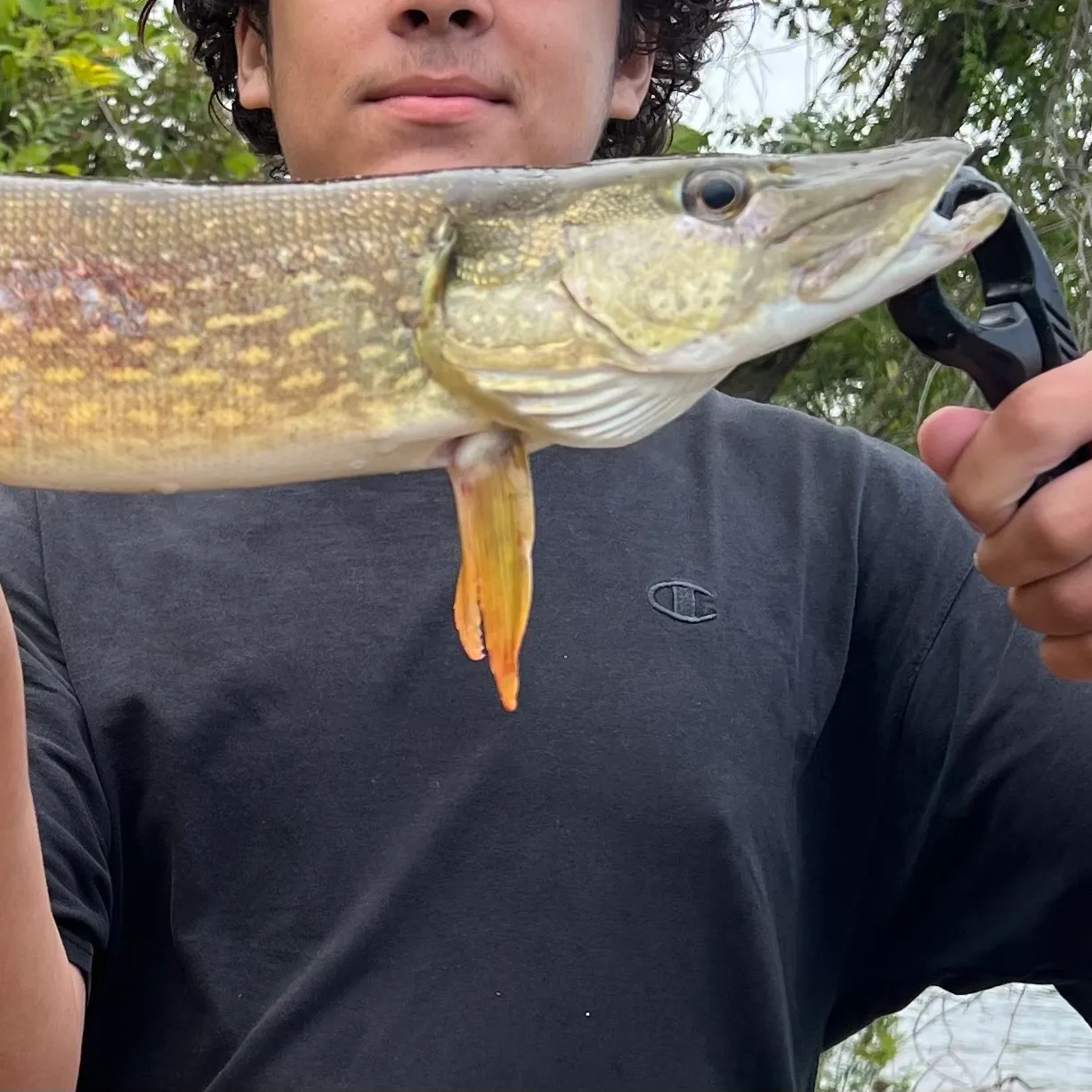 Northern pike caught on Fishbrain