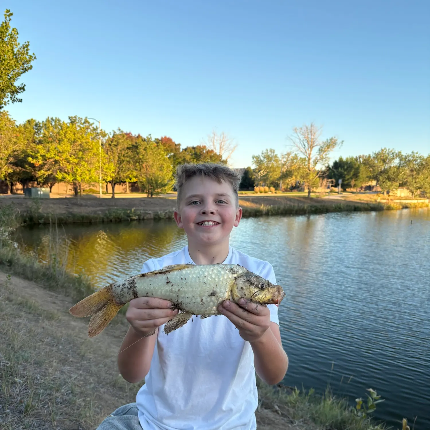 Koi carp caught on Fishbrain