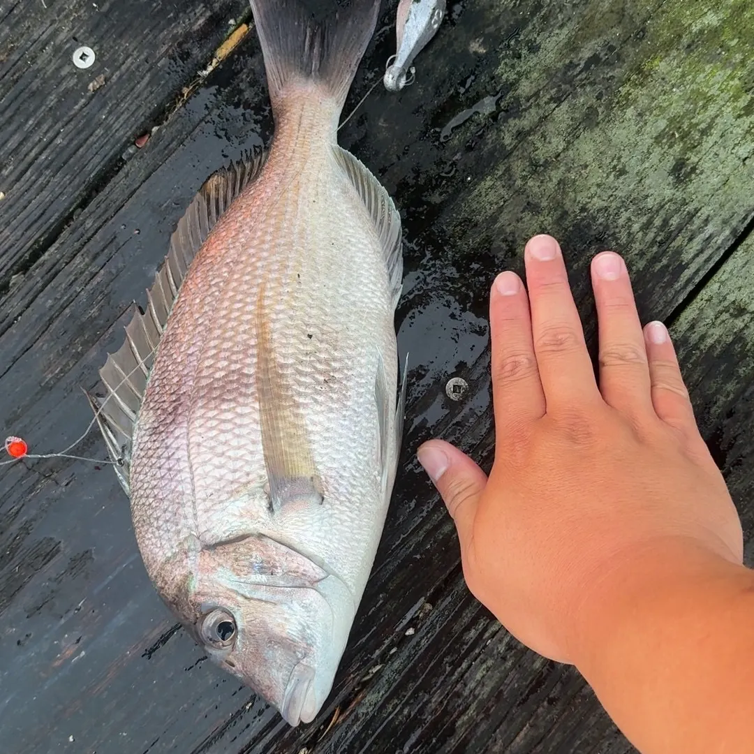 The most recent Scup catches on Fishbrain